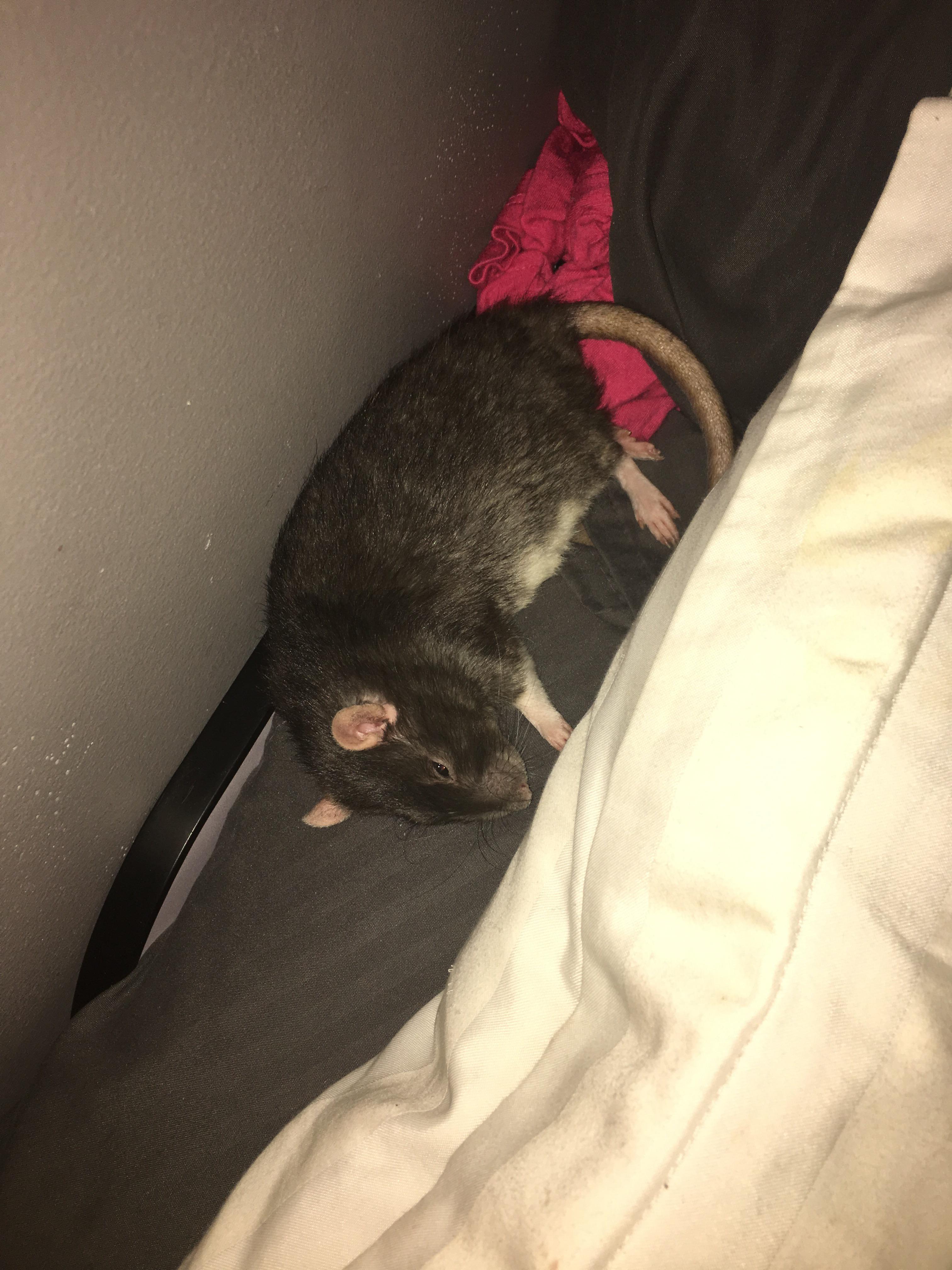 My Ali got lung cancer so there was only a slim chance that she’d