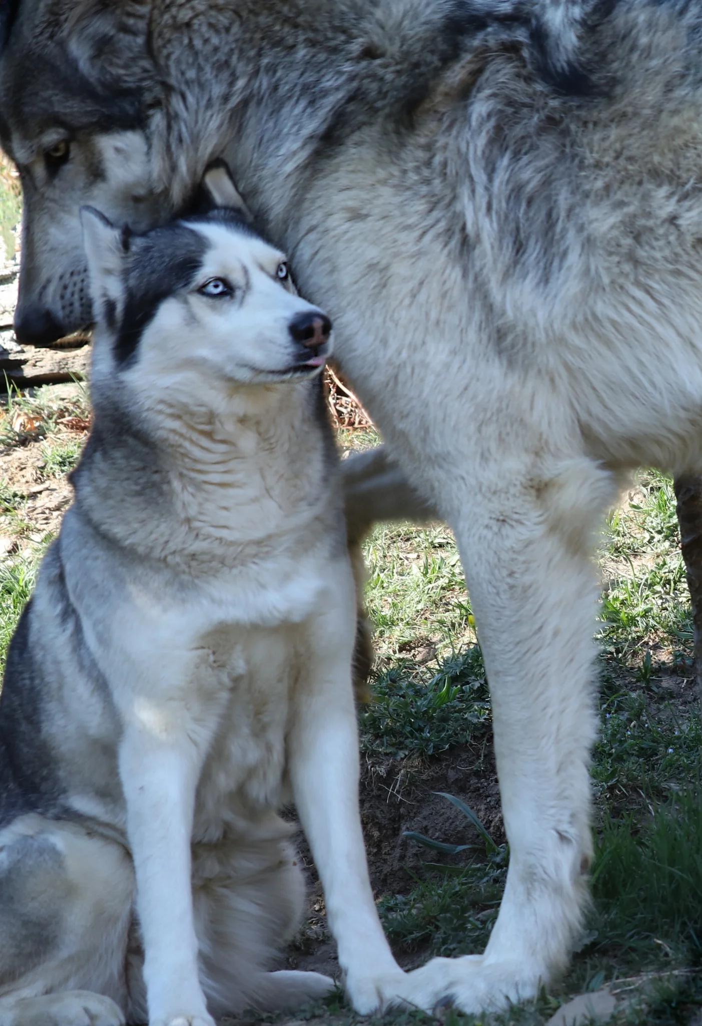 An average husky next to a grey wolf r/husky