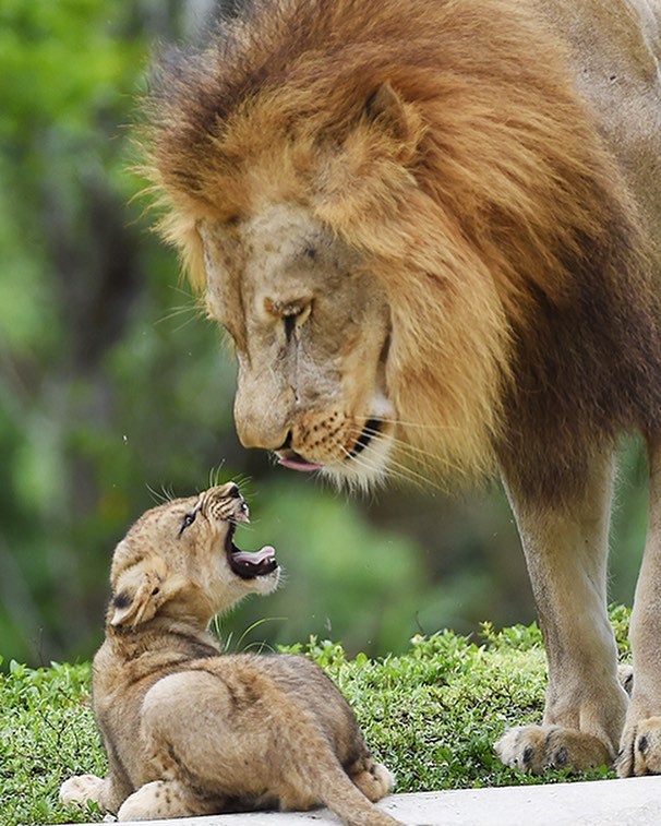 🔥 Lion Cub and His Father Photographed by, Zoomiami 🔥 r