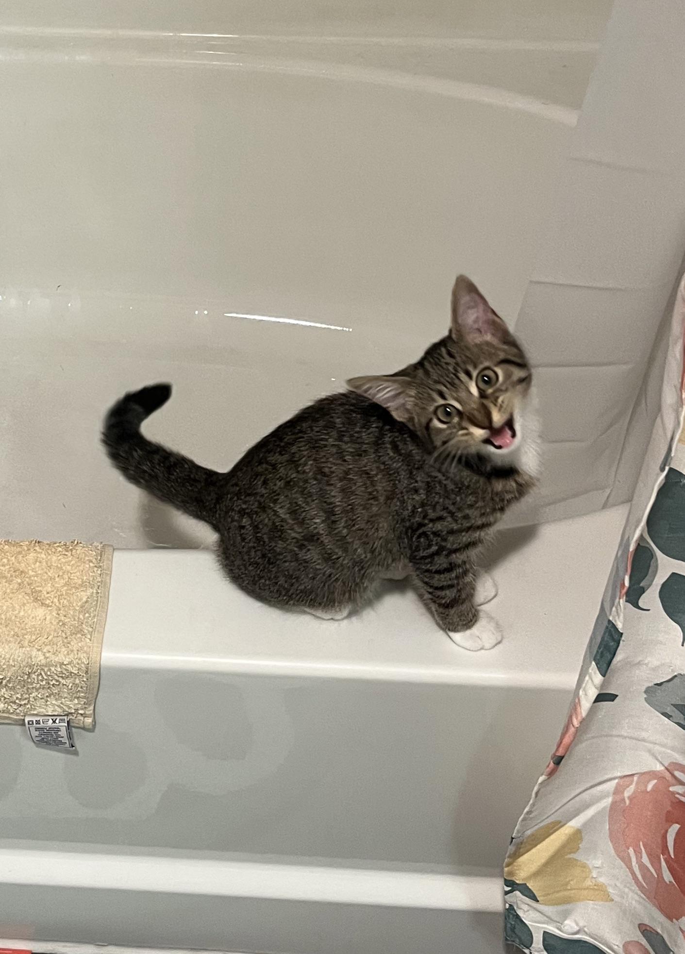 MY CAT LICKED A DONUT r/CATHELP