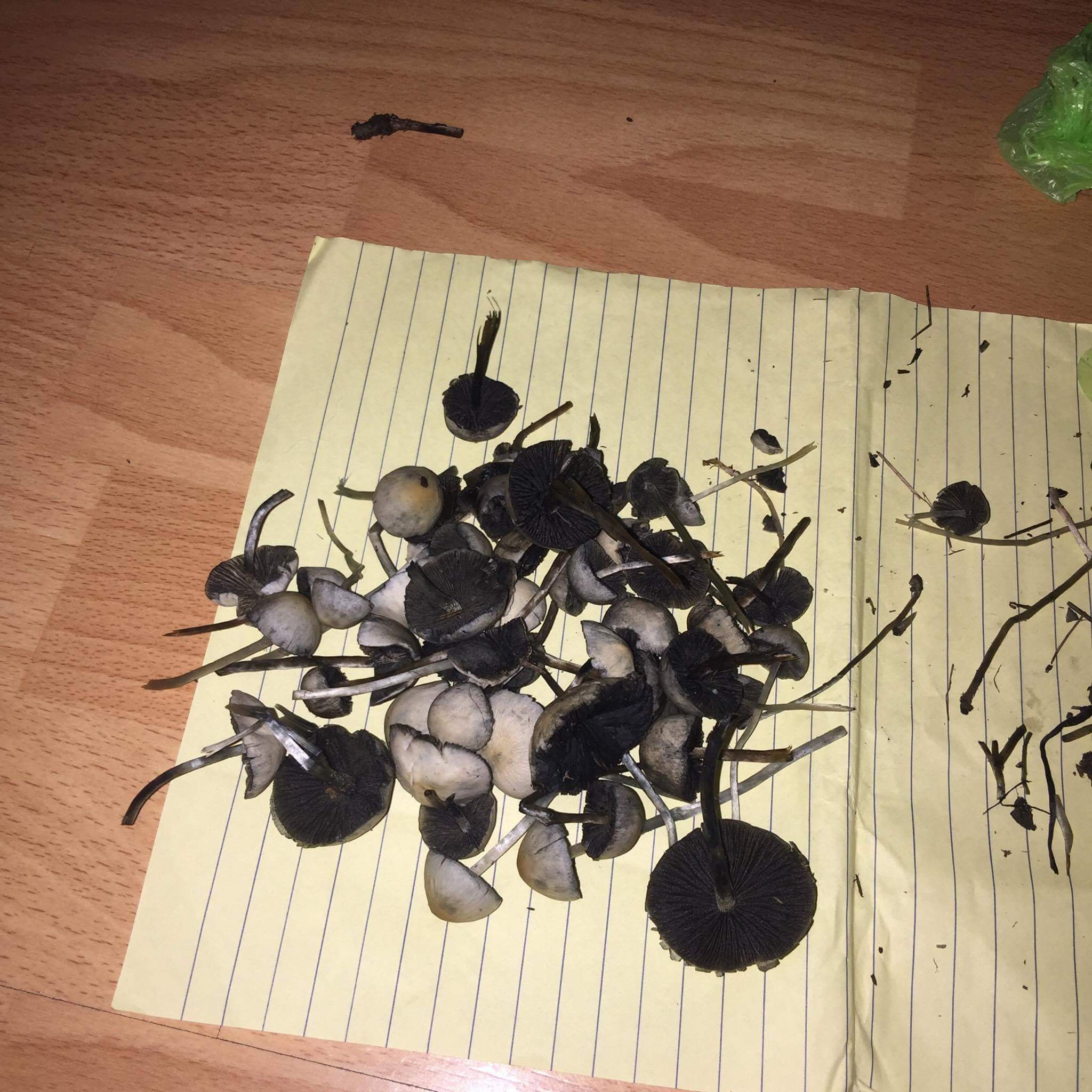 Hunting in the Philippines r/shrooms