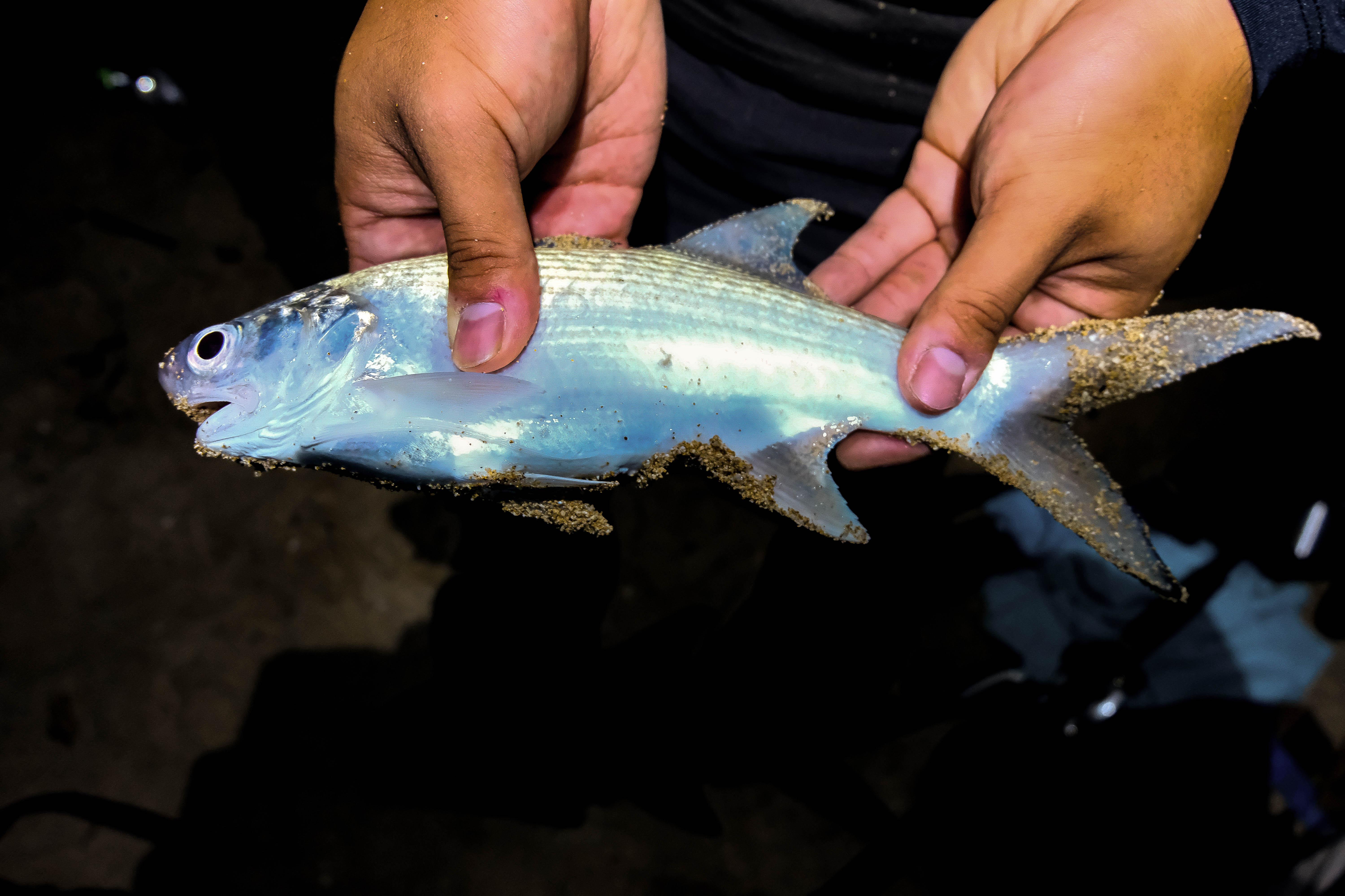 Hawaiian Moi caught night fishing on Oahu Fishing