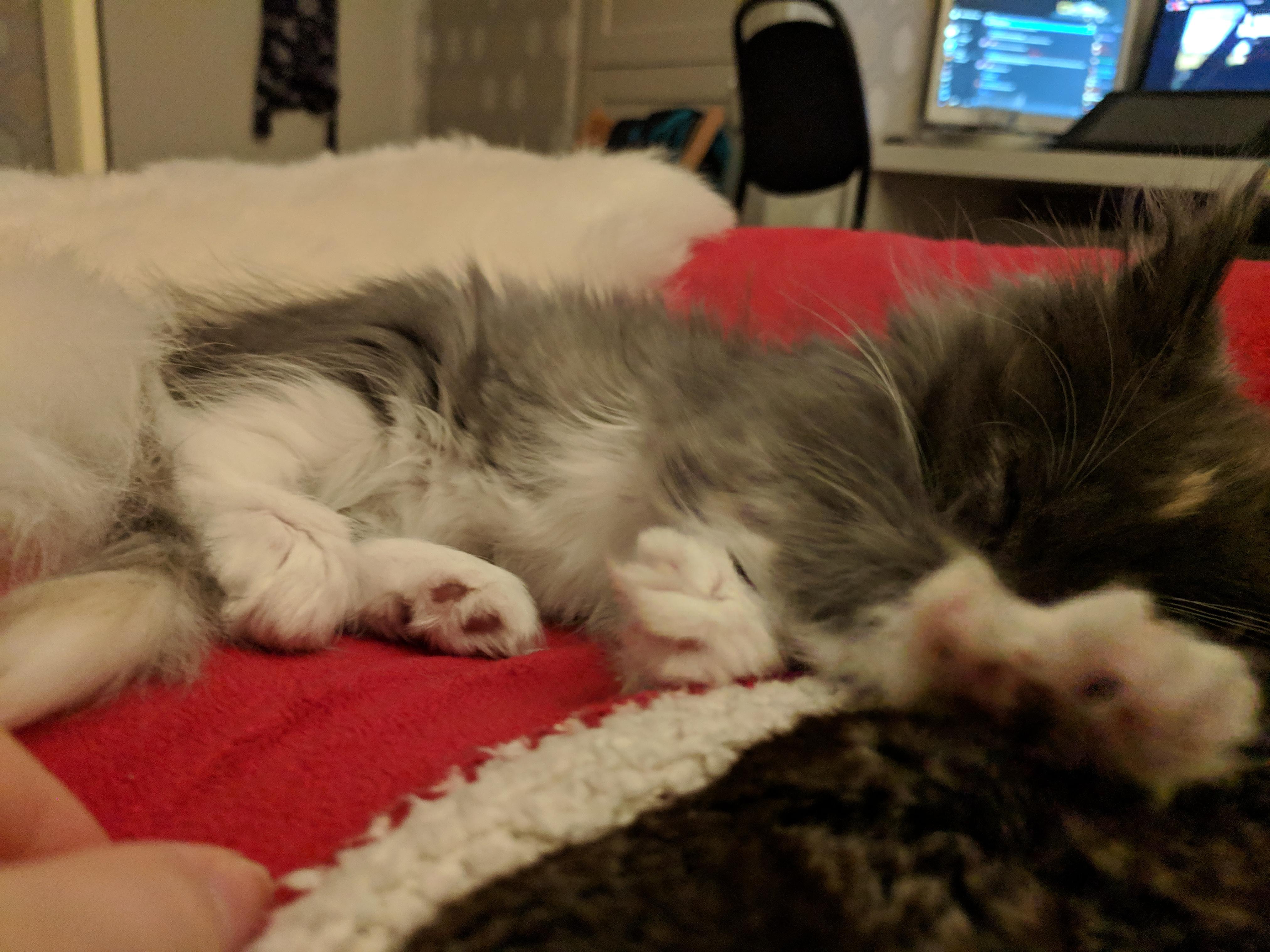 Our new kitten, Zoe, 12weeks old. Norwegian forest cat, Ragdoll, and