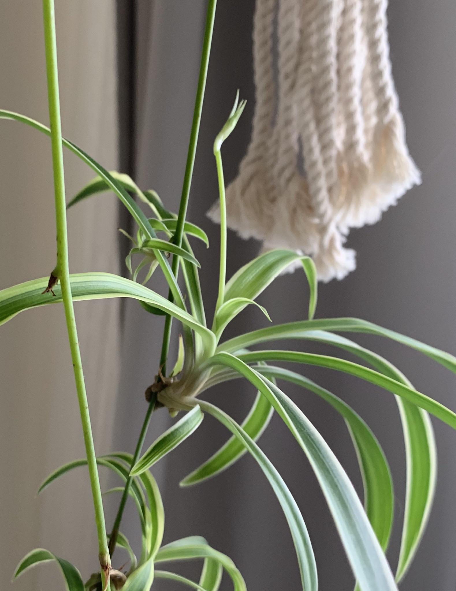 One of my spider plant’s pups is flowering (?!) 🤔 r/houseplants