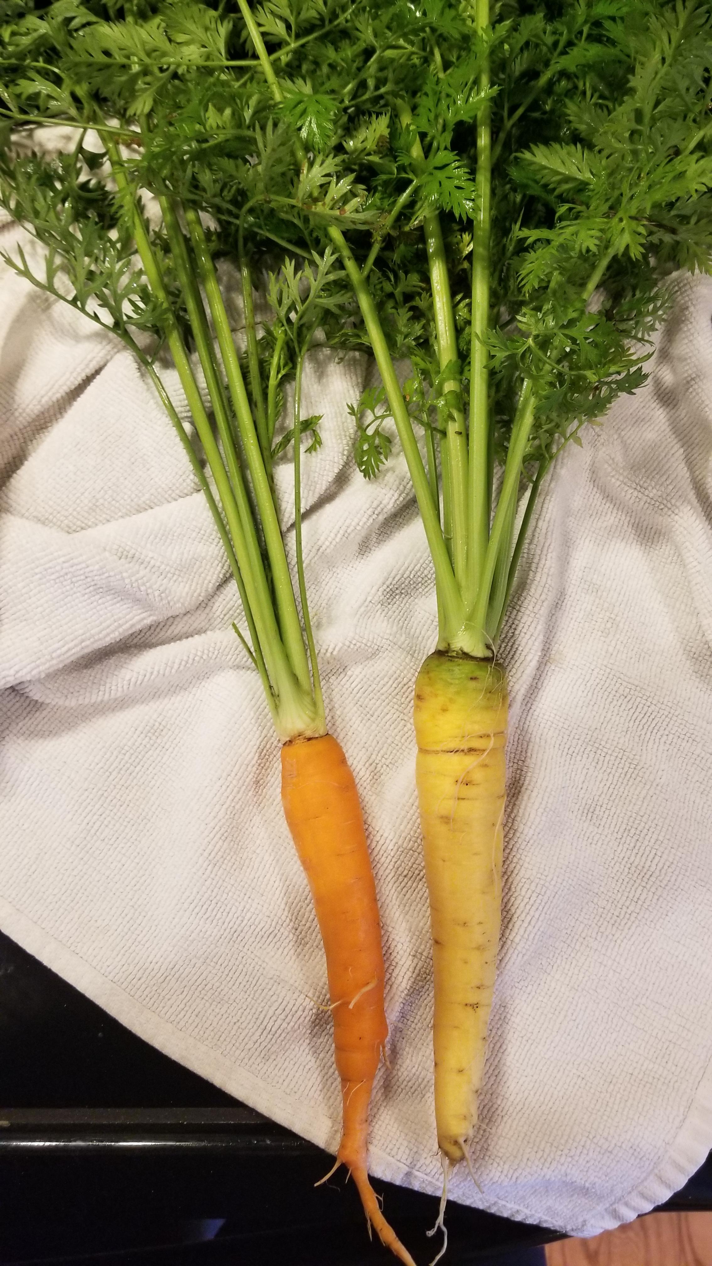 not sure if right place to ask... pulled these up where I planted