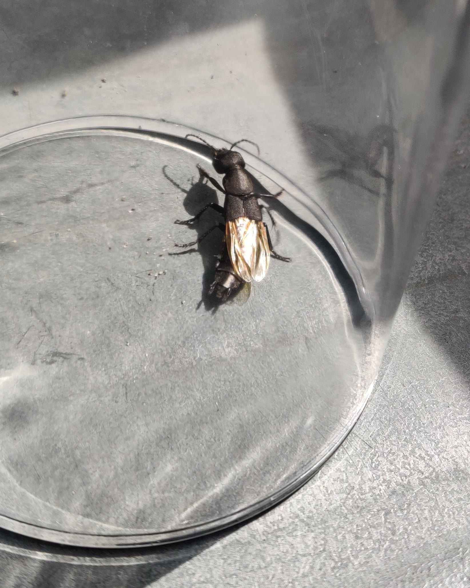 This guy was hiding under a table, please help id it. r/whatsthisbug