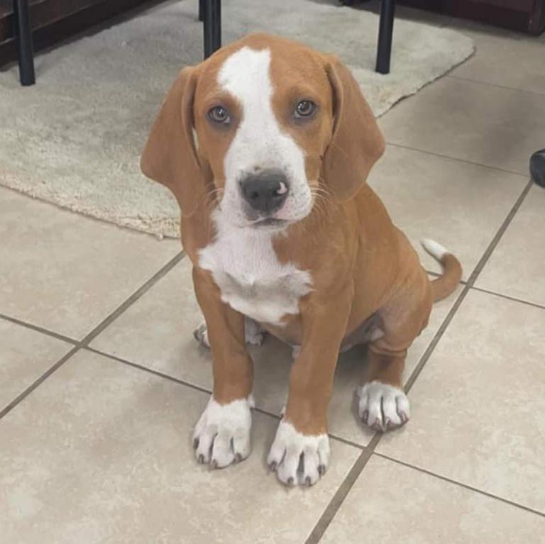 Khám phá hơn 80+ cinnamoroll breed đỉnh nhất B1 Business One