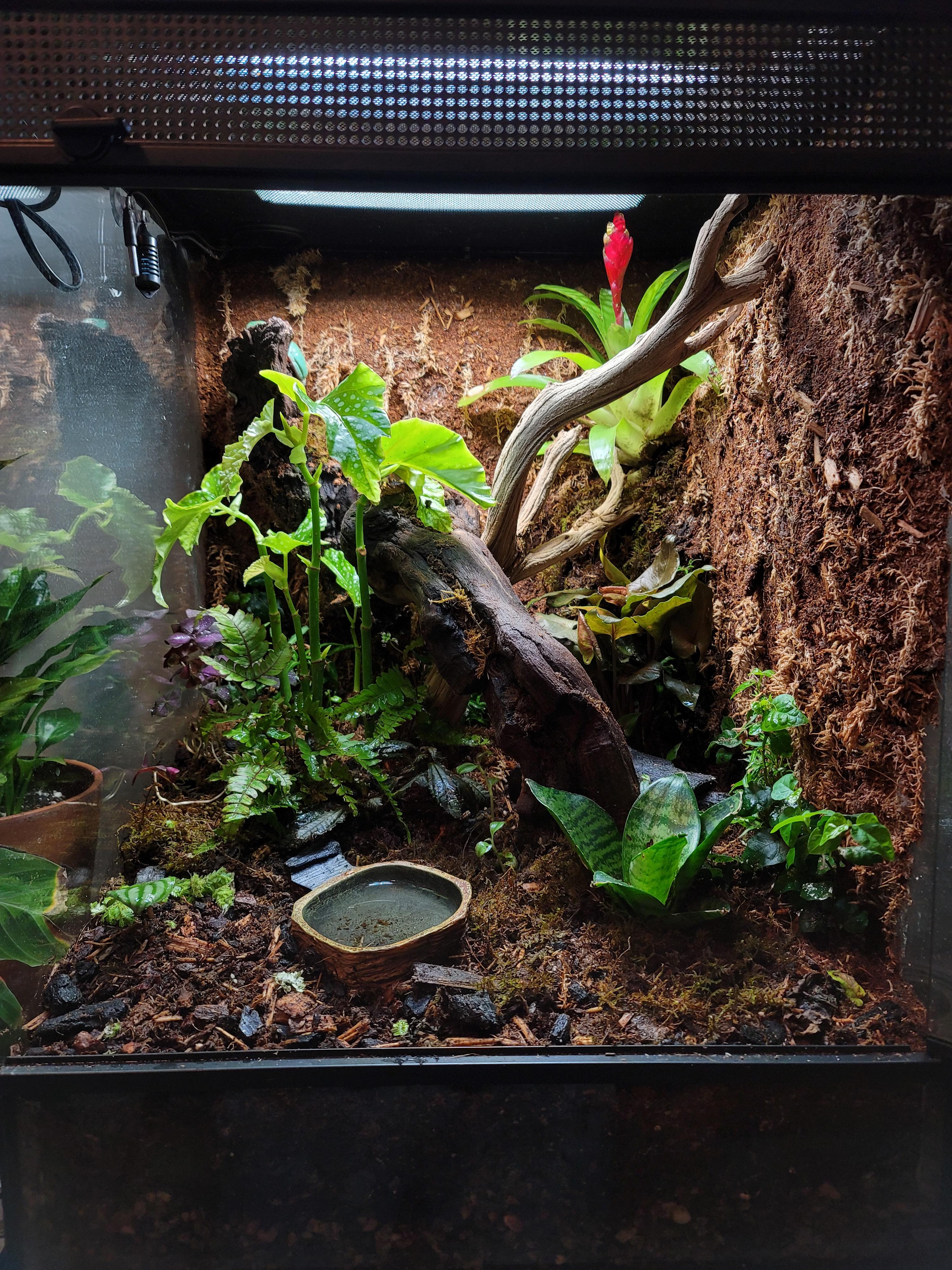 First vivarium for my Whites Tree Frogs. 18x18x24 terrarium. Any tips