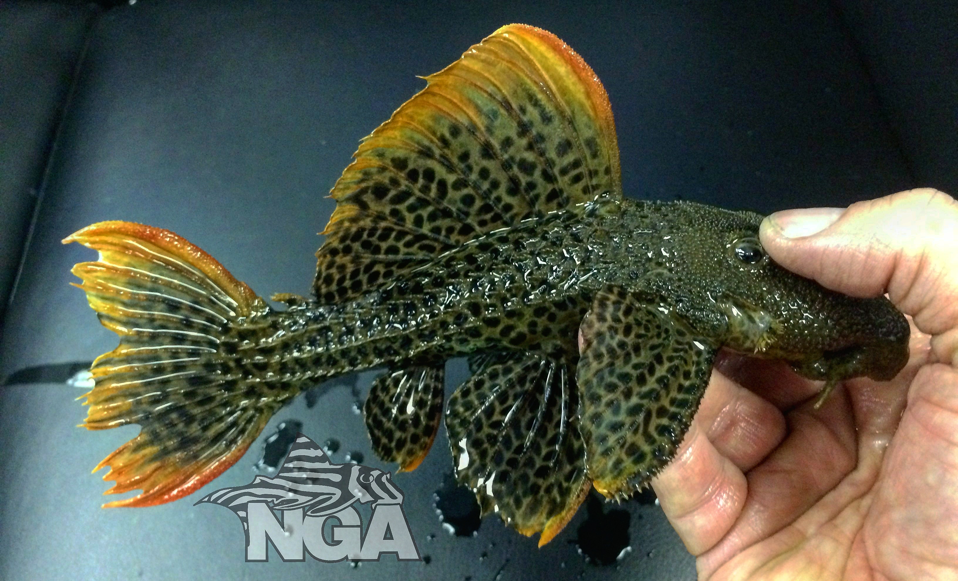 L600 (Pseudacanthicus leopardus) A stunning armoured catfish with red