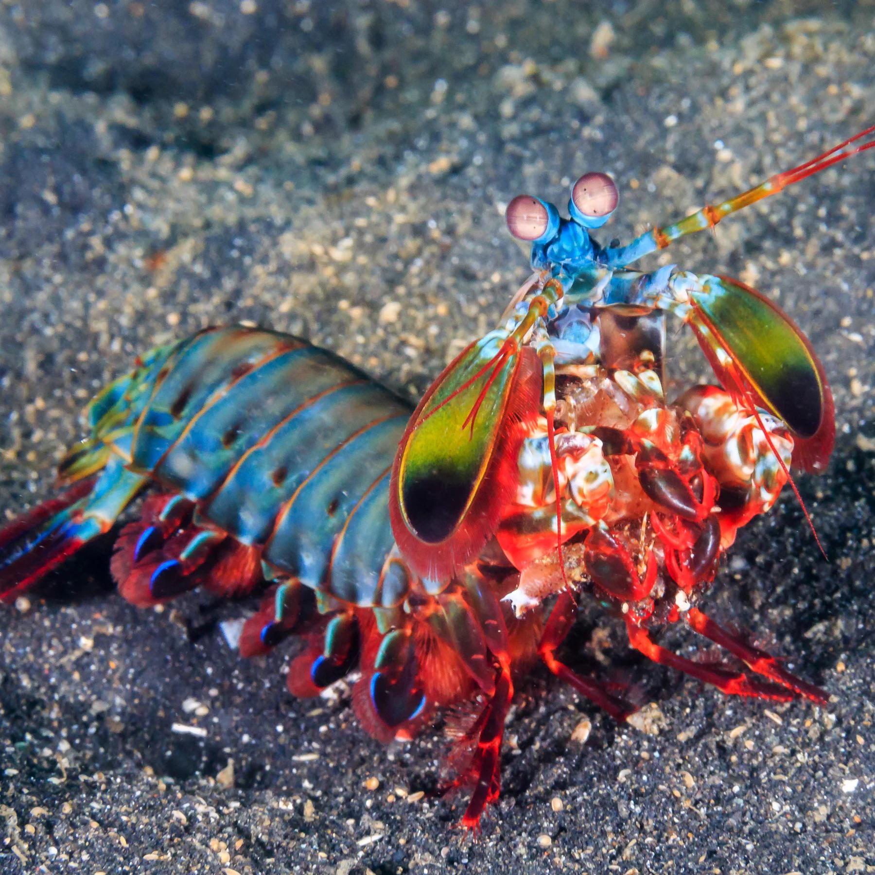 🔥 just a mantis shrimp chilling with 13 more photoreceptors than people