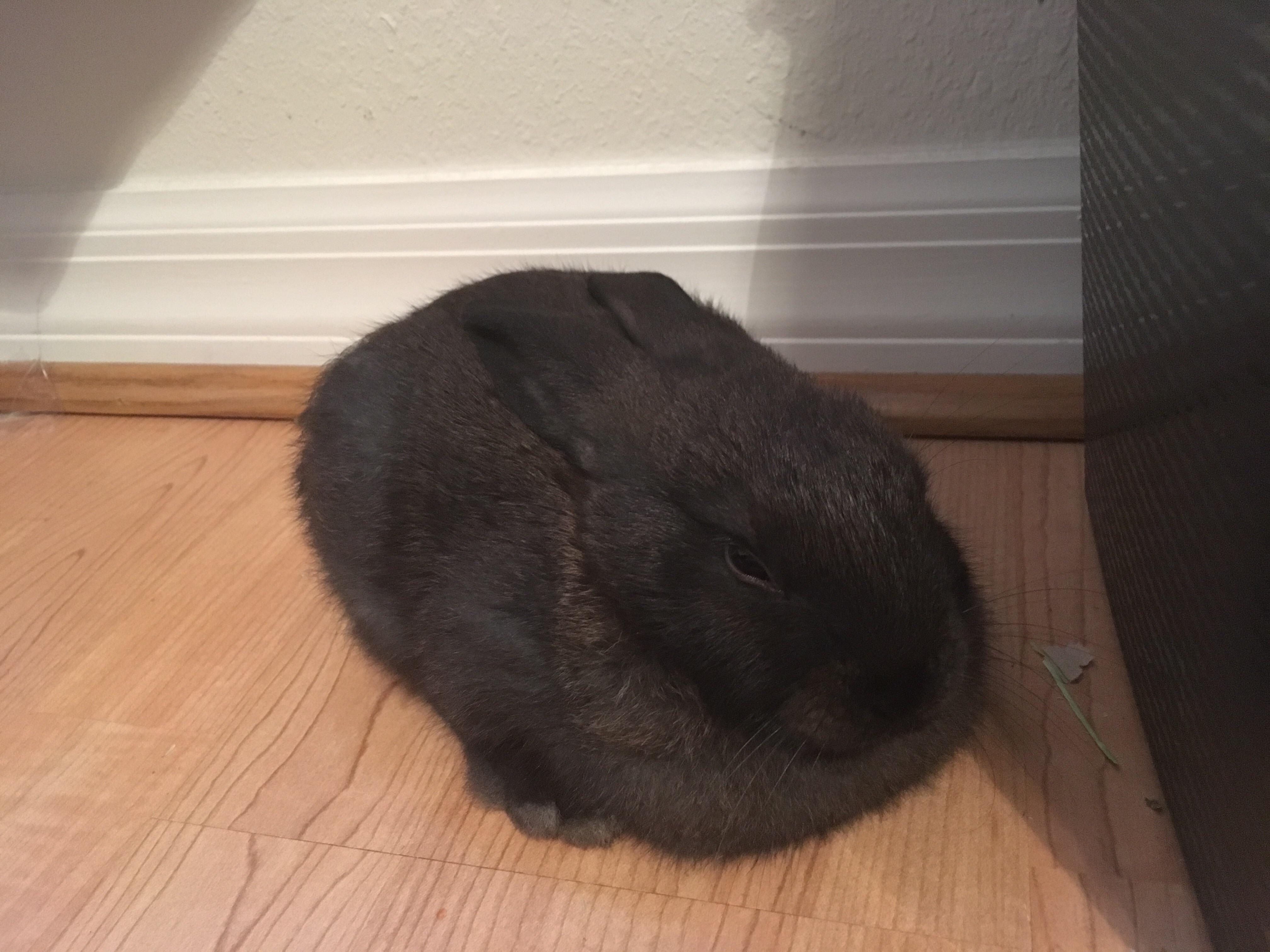 What’s the difference between loafing and stomach pressing? r/Rabbits