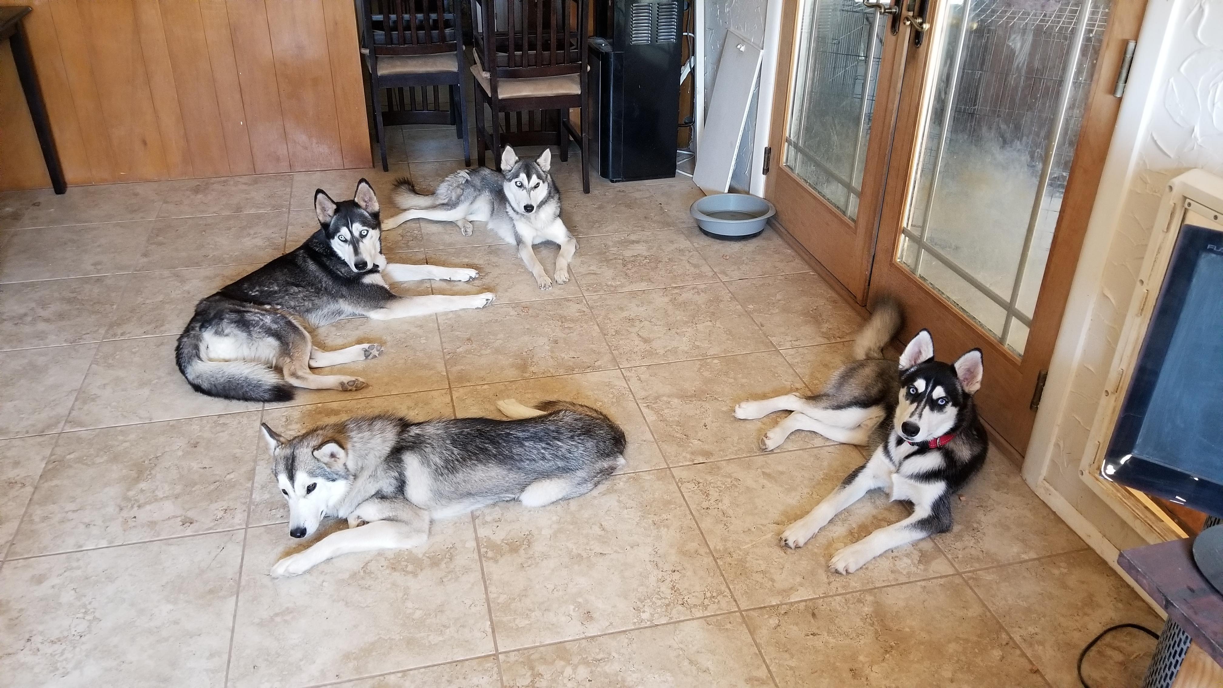 My husky pack grew another member! r/husky