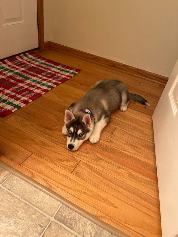 New husky owner, why does she throw this tantrums? More info on comment