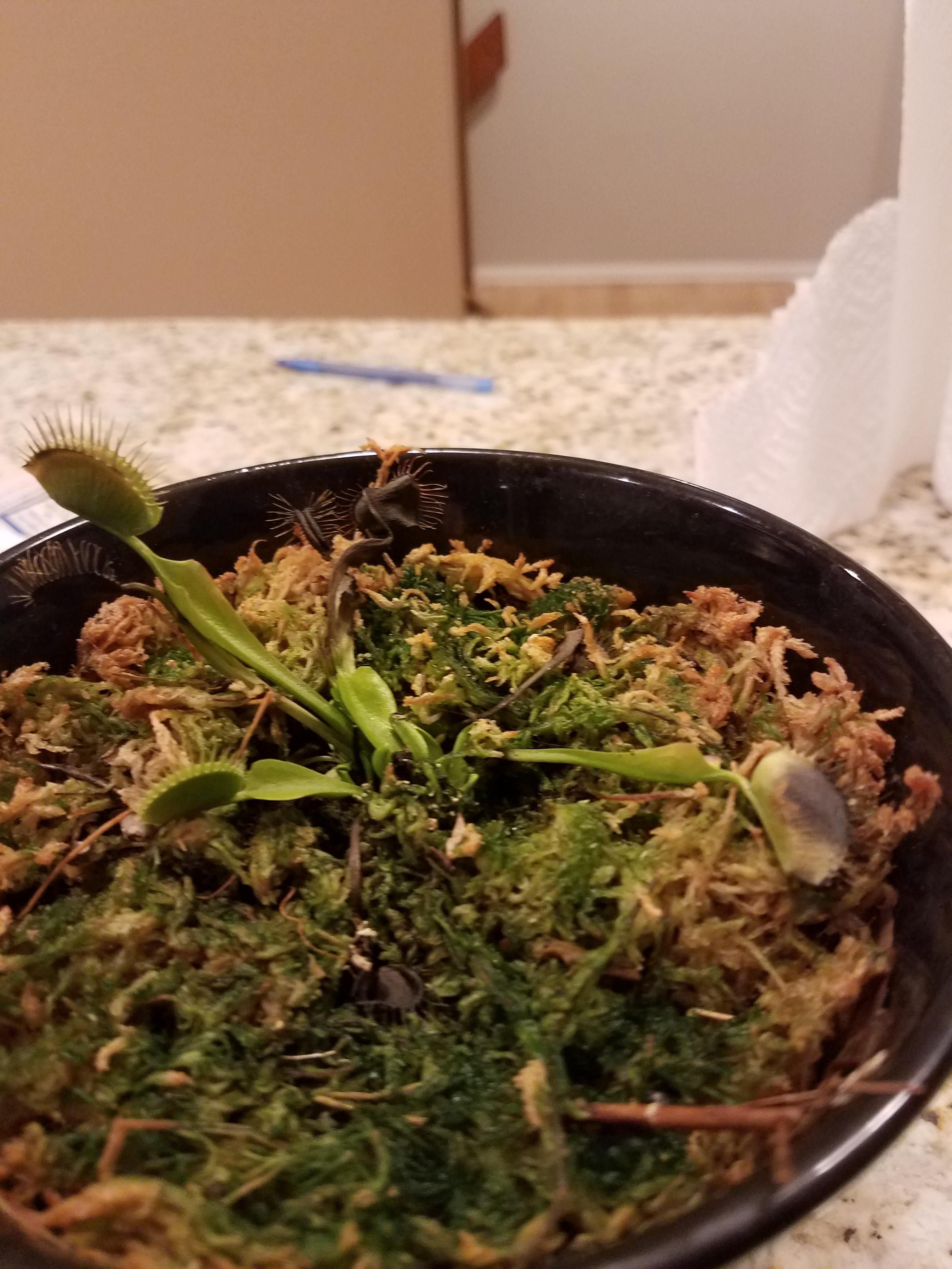I think my Venus fly trap is sick HELP!!!!!!! r/plants