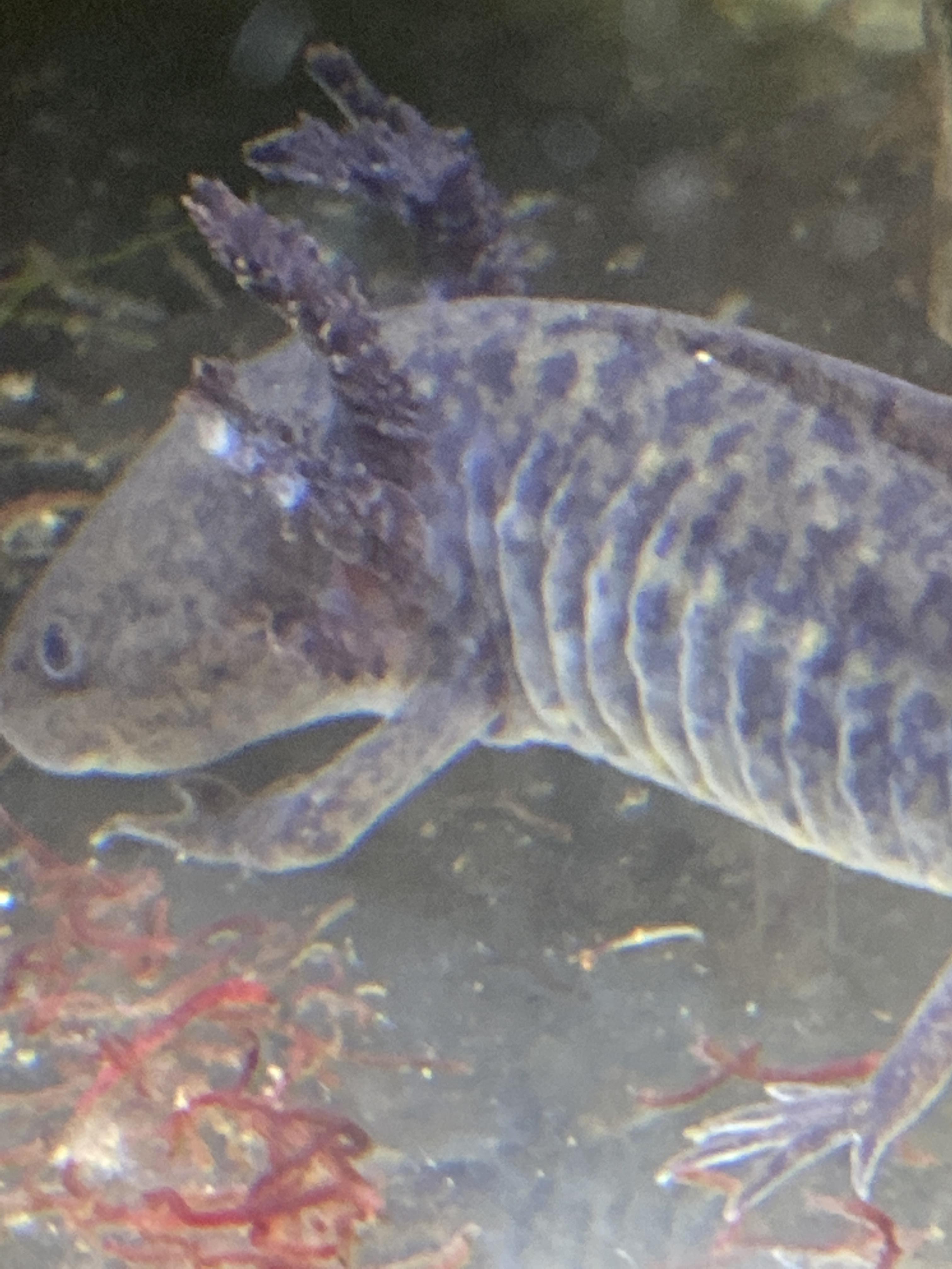 Is this fungus? If so, what’s the best treatment? I’ve heard salt