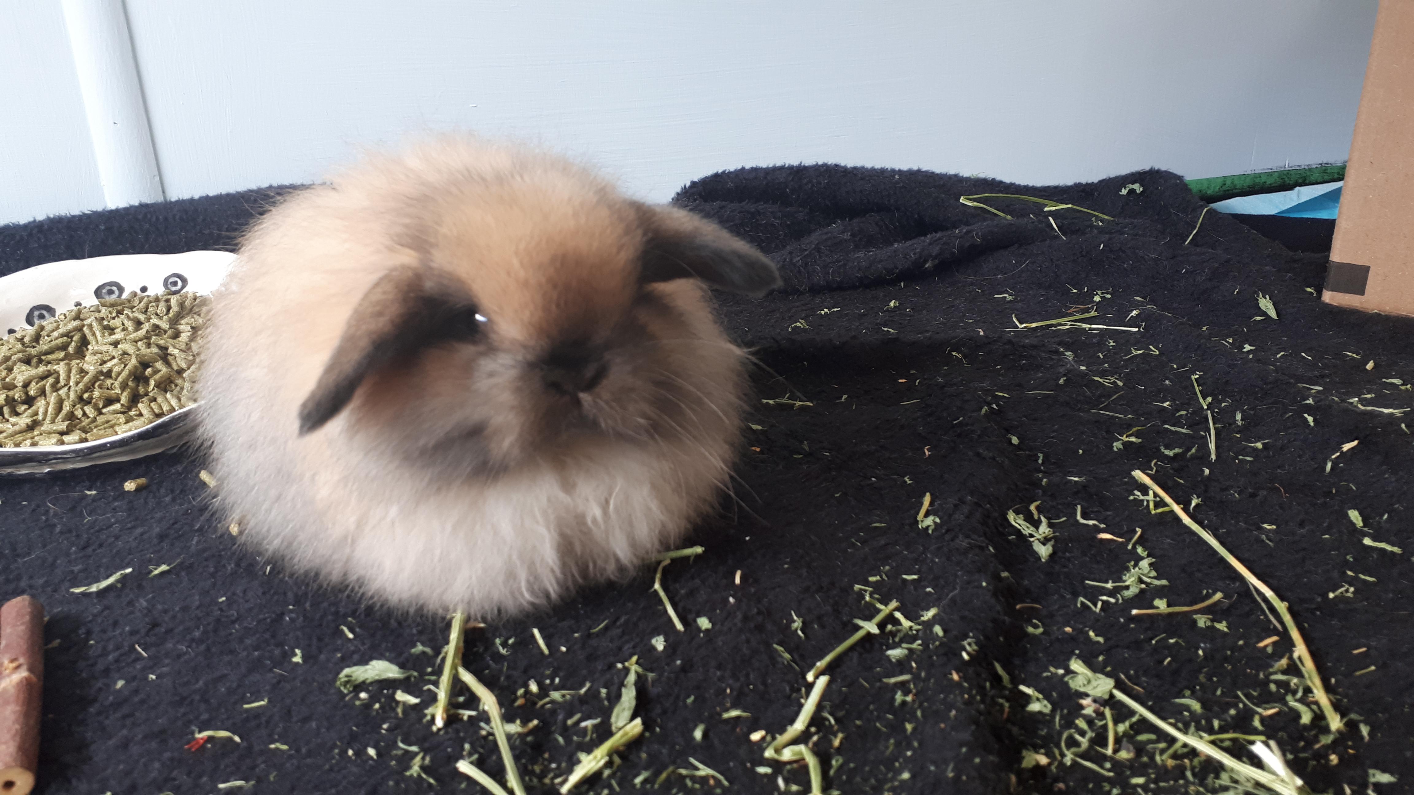 Today I brought home an 8 week old Holland Lop. She's all fluff! r