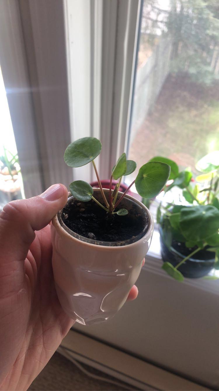 Reported my peperomia plant a few weeks back and saw it had a little
