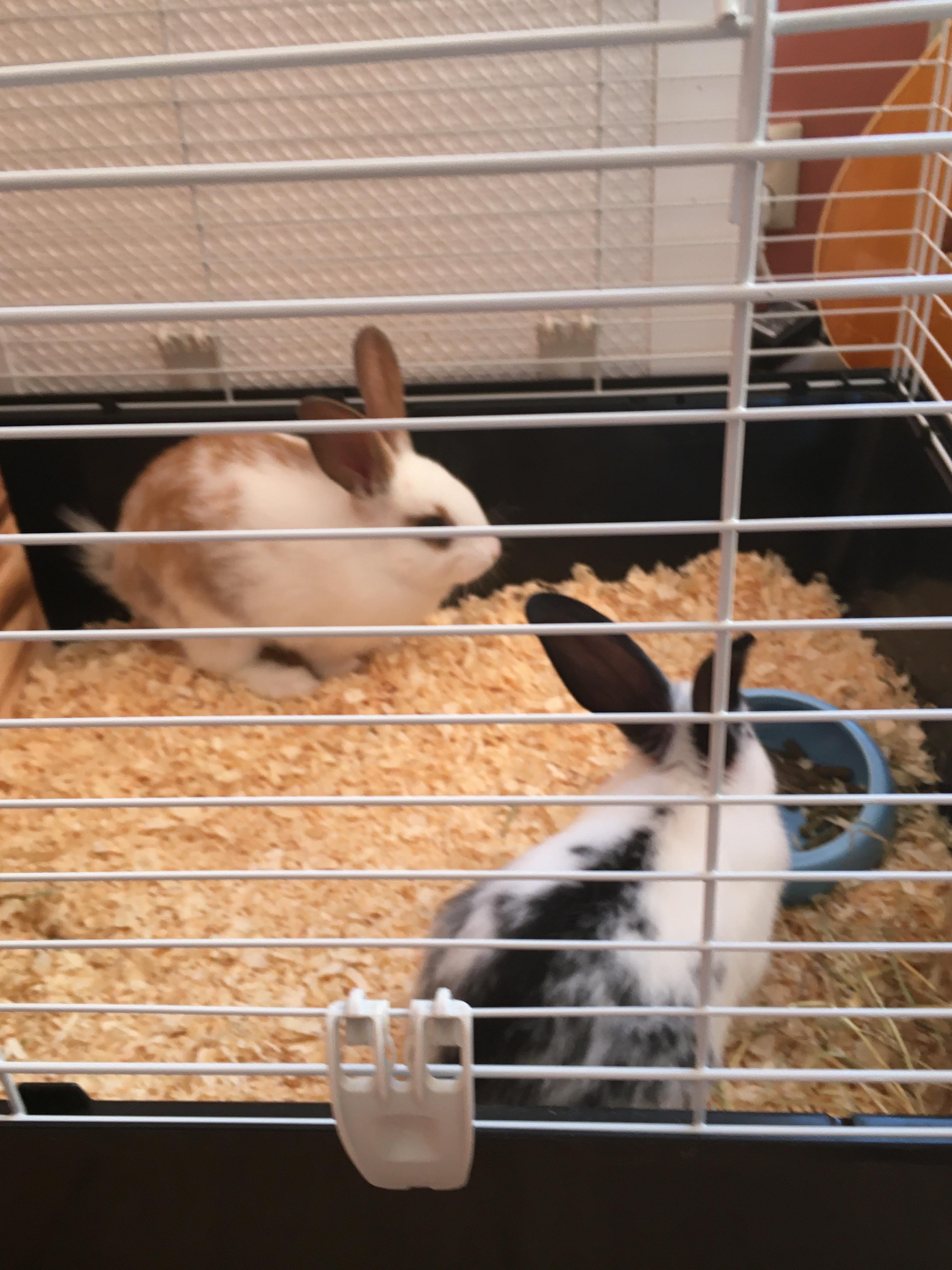 When they just moved into a new home! r/Rabbits