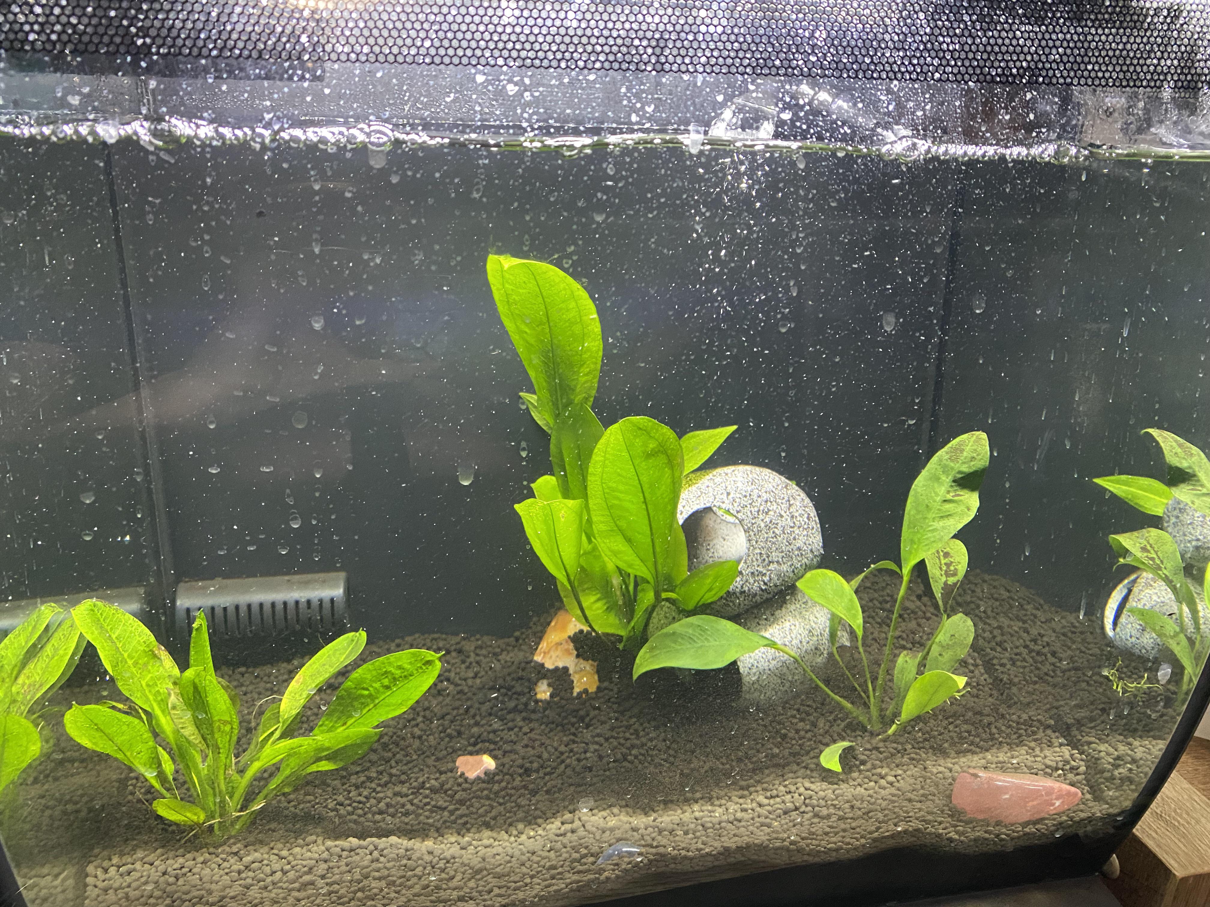 I am in week 2 of a fishless cycle. But I keep having to add a little