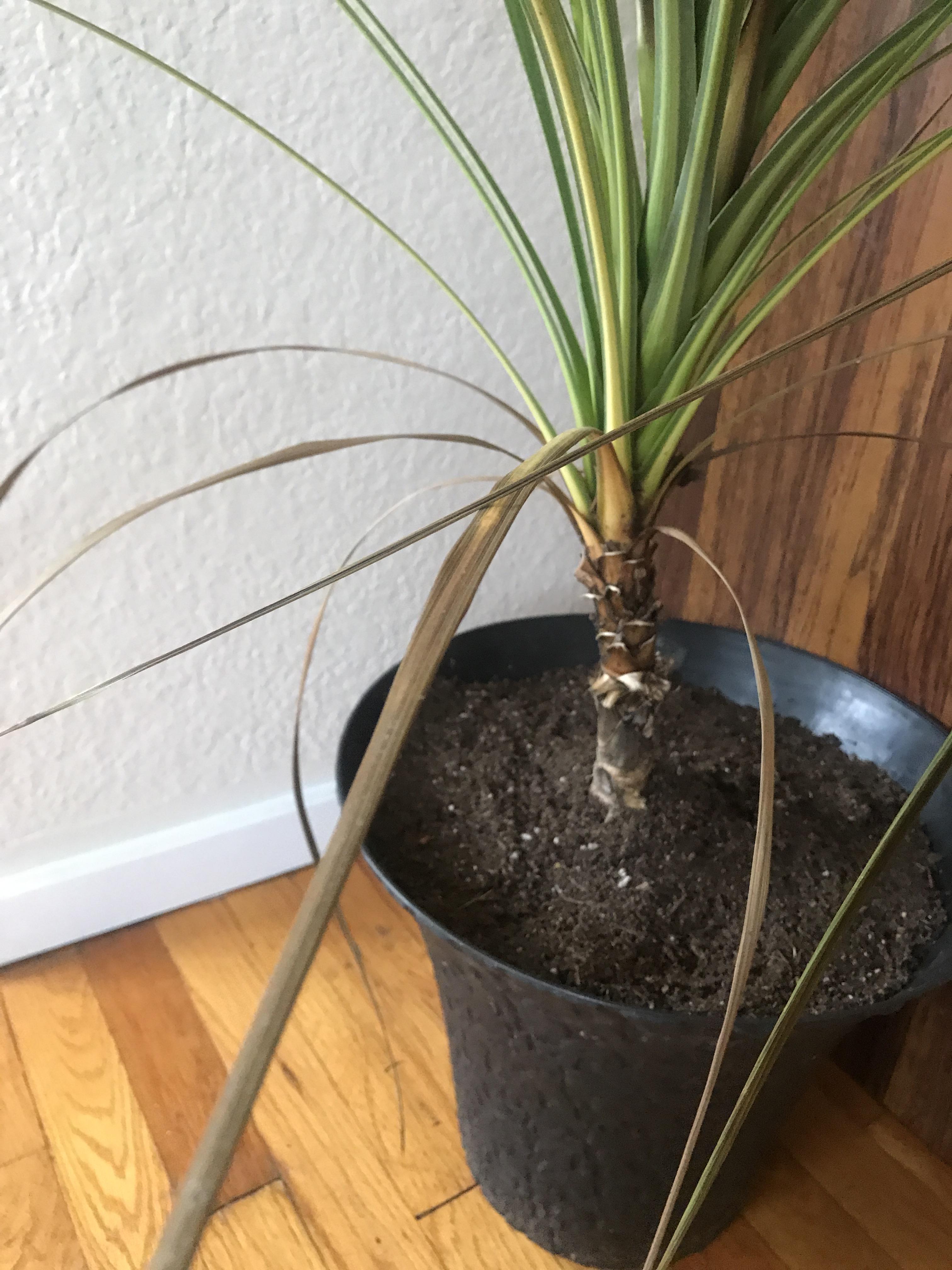 My dragon tree has been turning brownish for almost a month now. A