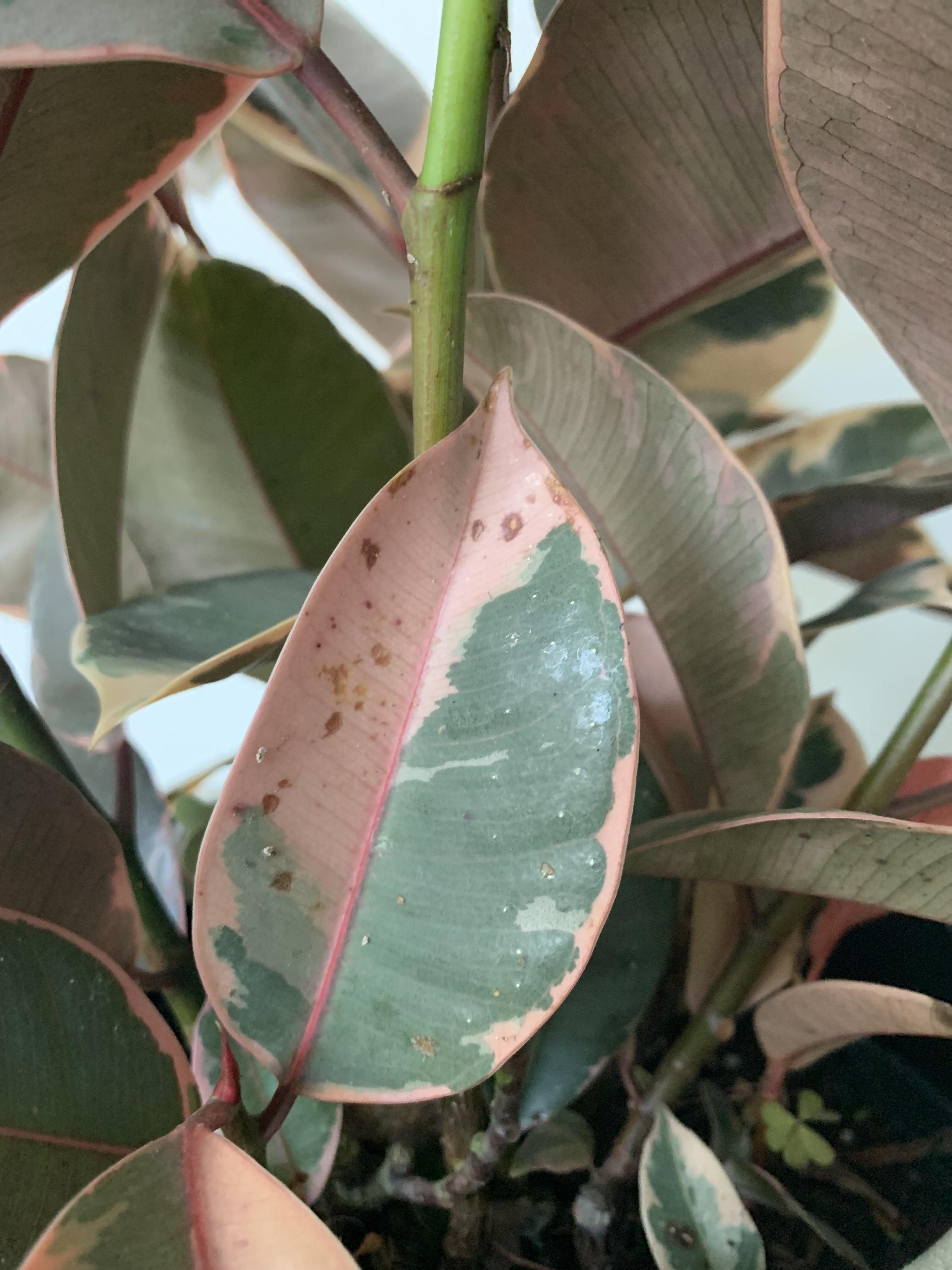 Brown spots on rubber plant Normal or sign of issue? r/plantclinic