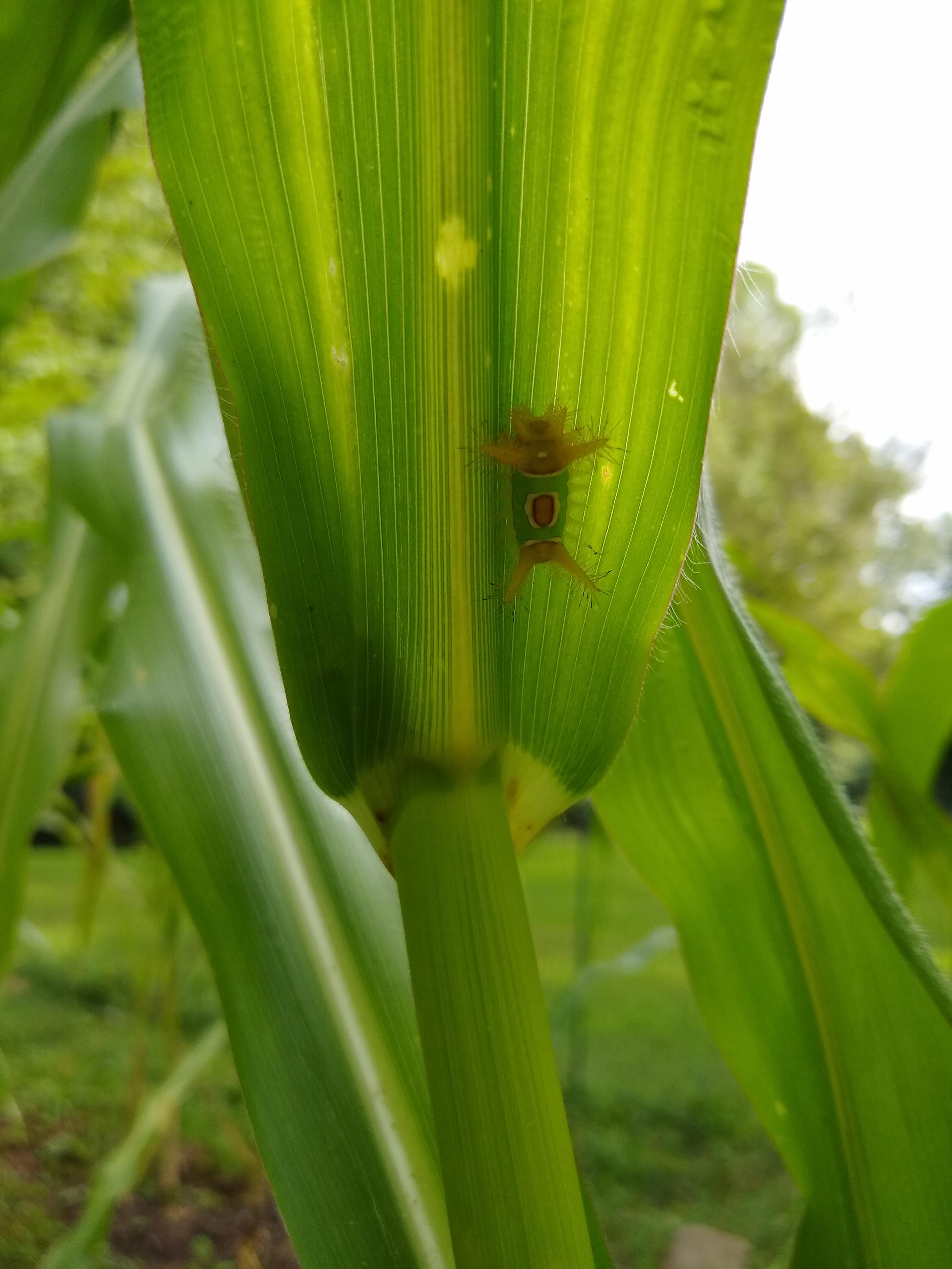 What is this thing on my corn plant? r/gardening
