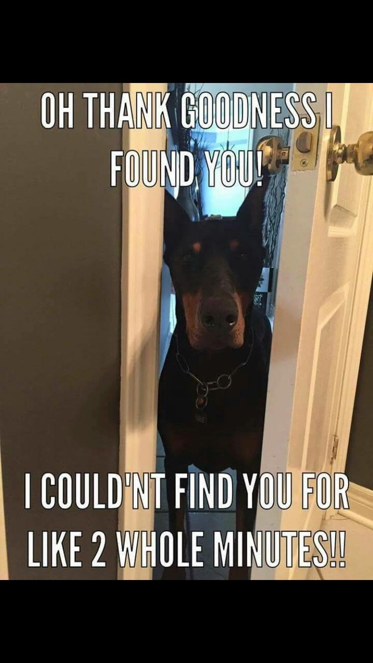 Velcro dogs! Gotta love this breed. r/DobermanPinscher