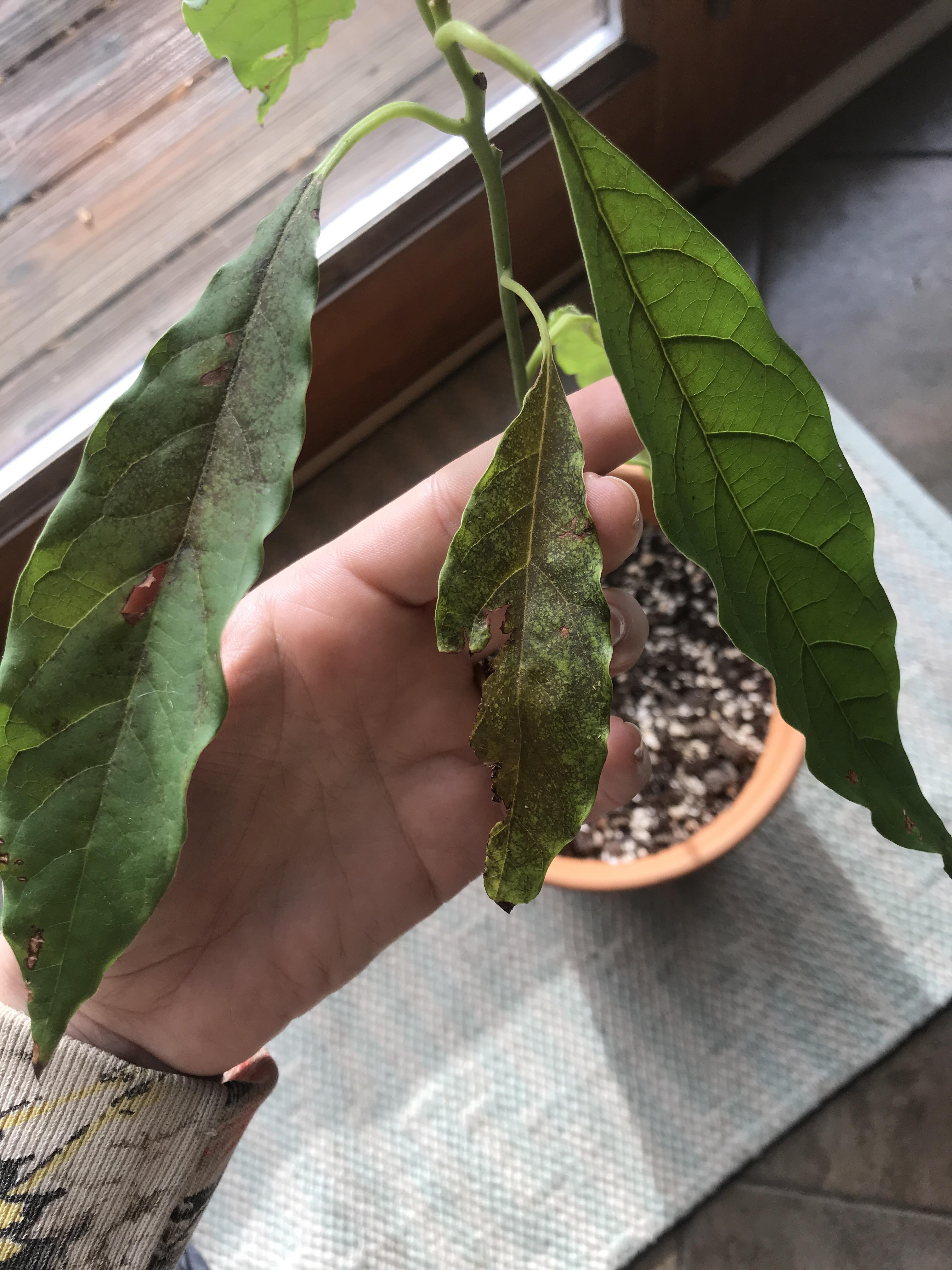 My 1 year old avocado plant keeps losing its leaves. Can I save it
