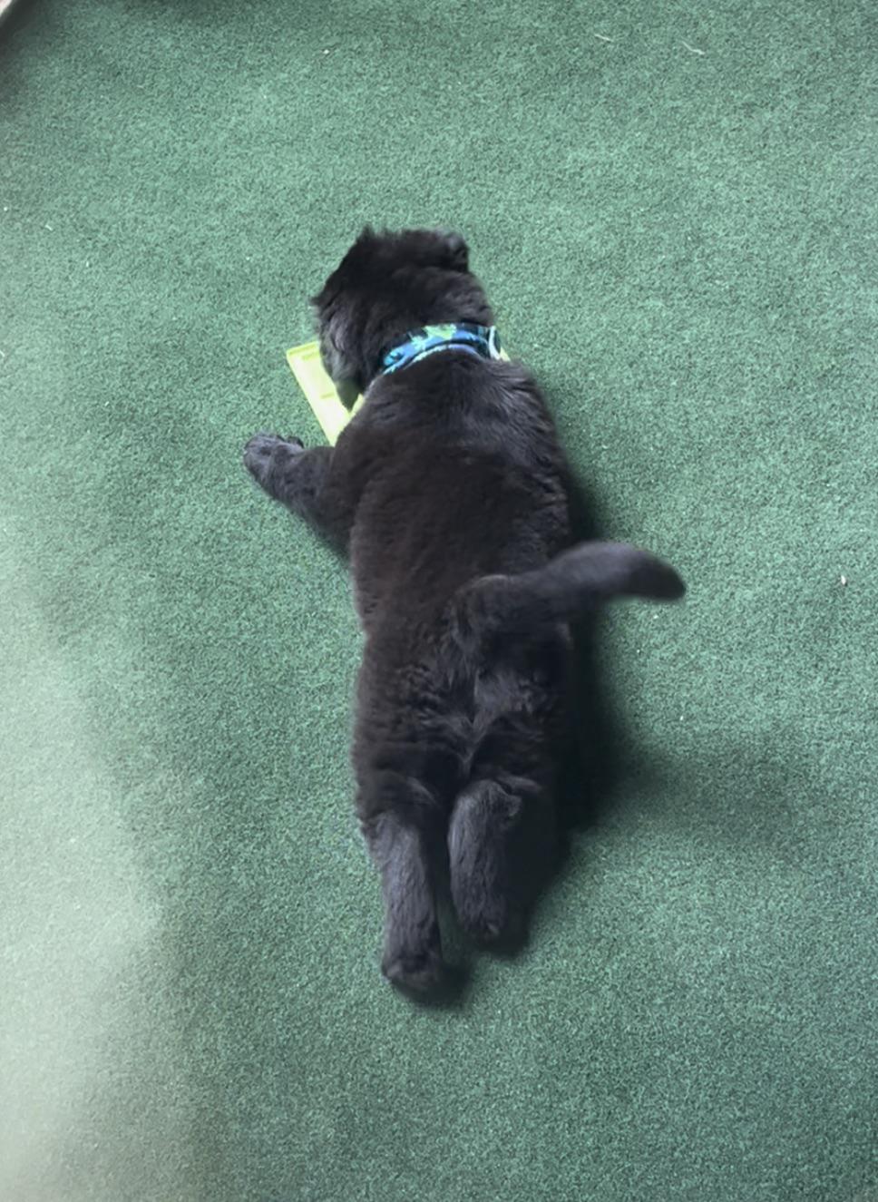 The way my dog used to lay and enjoy his lick mat as a puppy r/aww