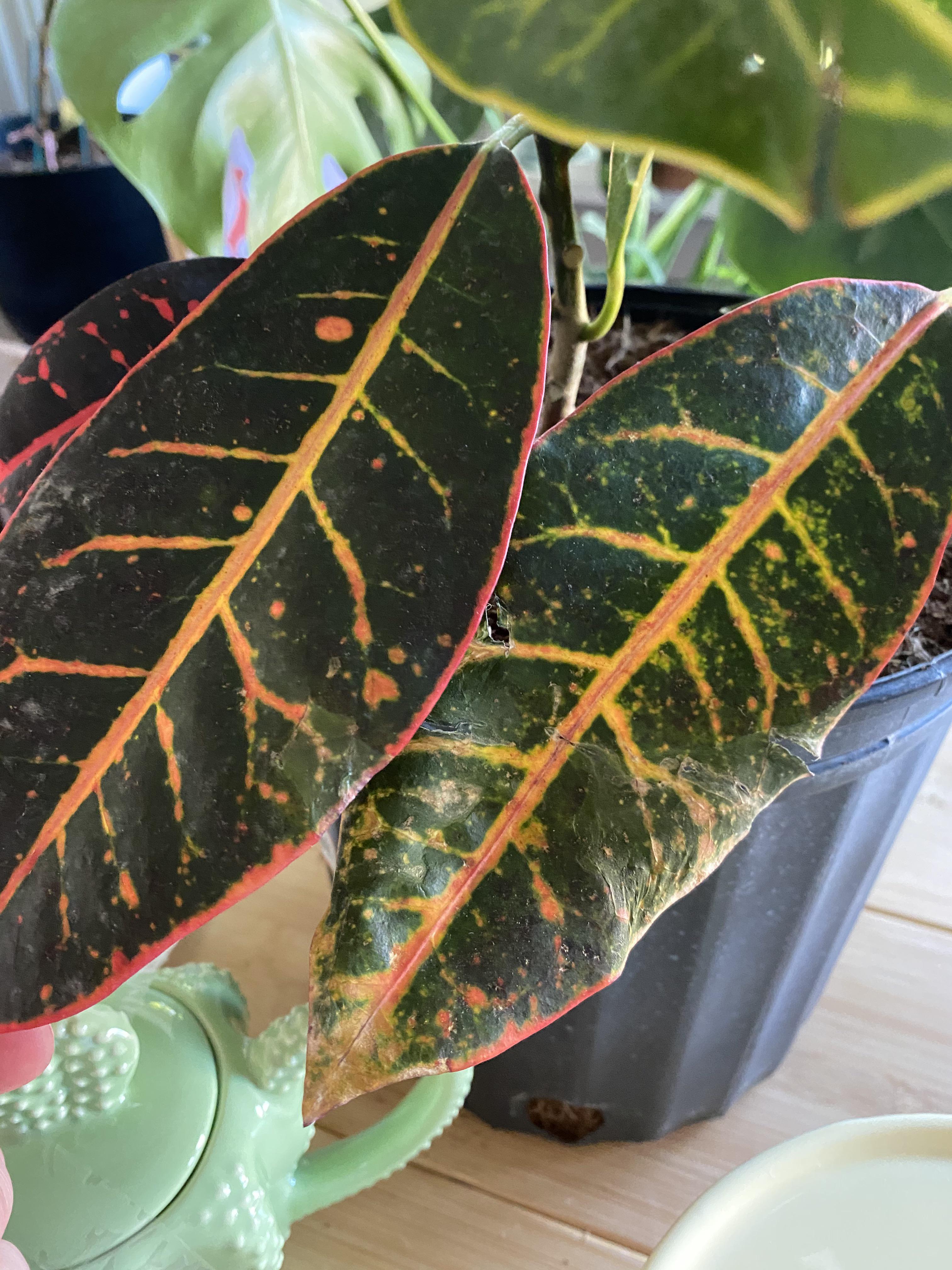 Bought a croton 2 weeks ago. One of the branches has died already and