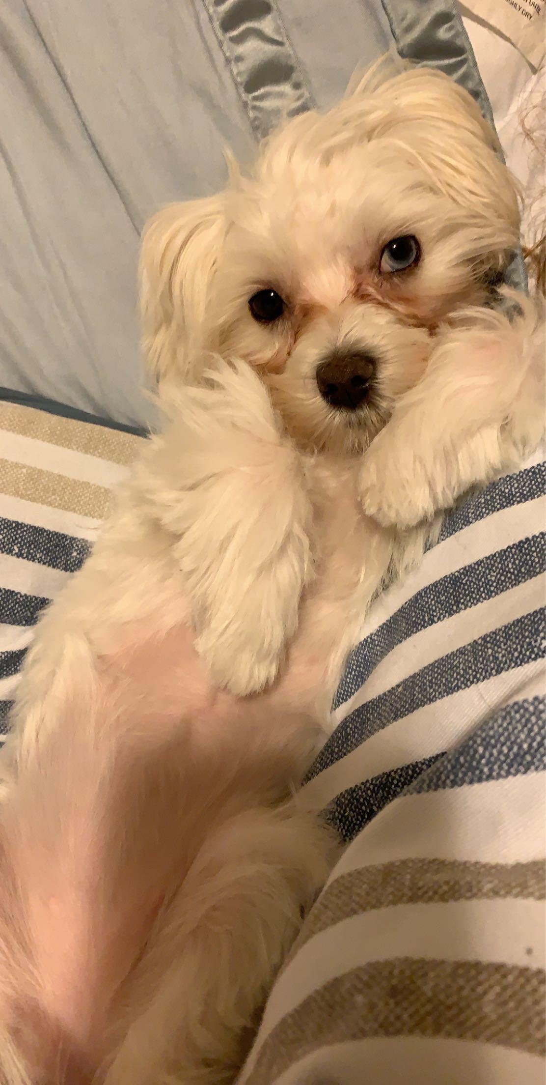 How to treat tear stains? r/Maltipoo