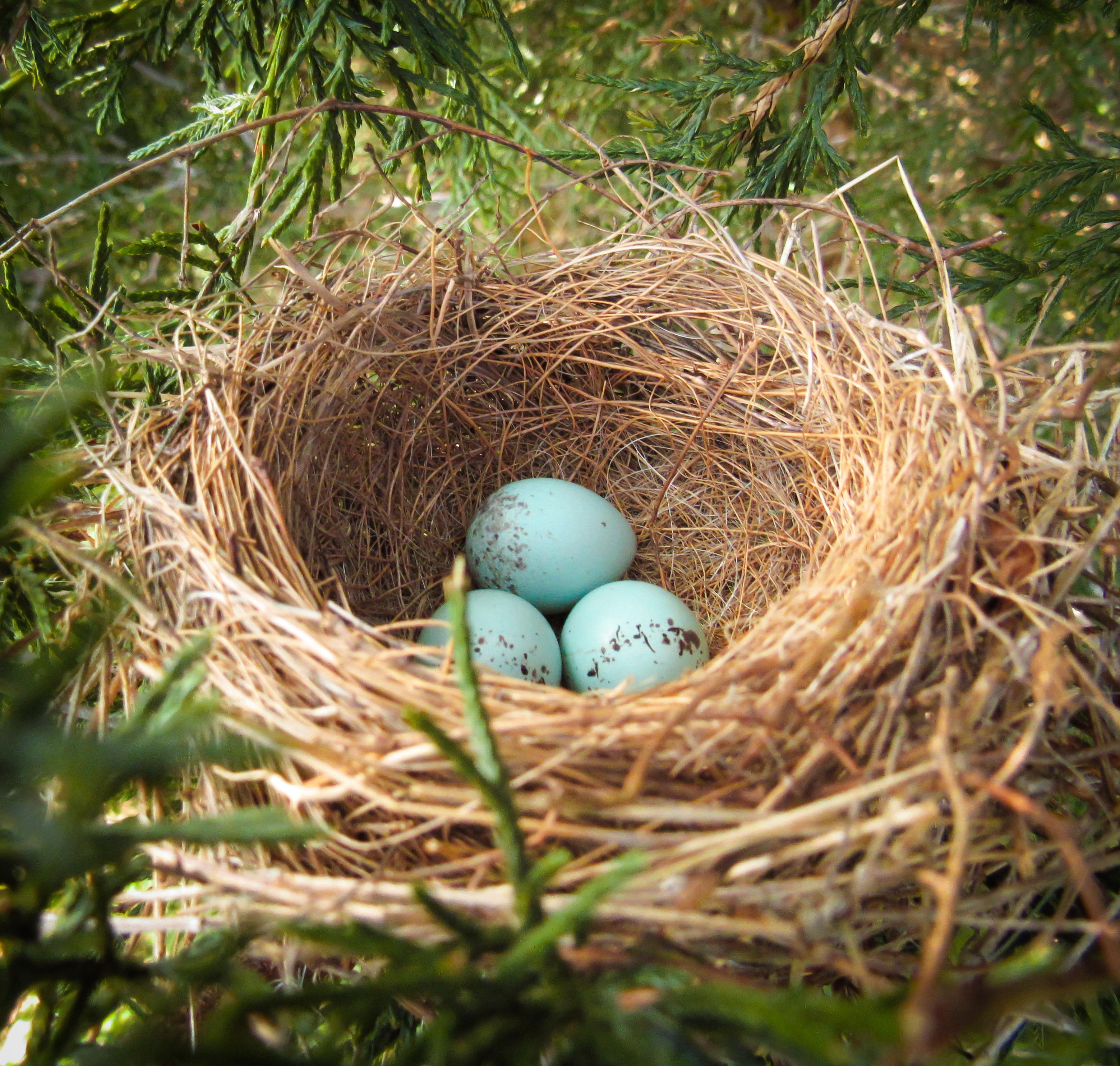 Mockingbird Eggs Color