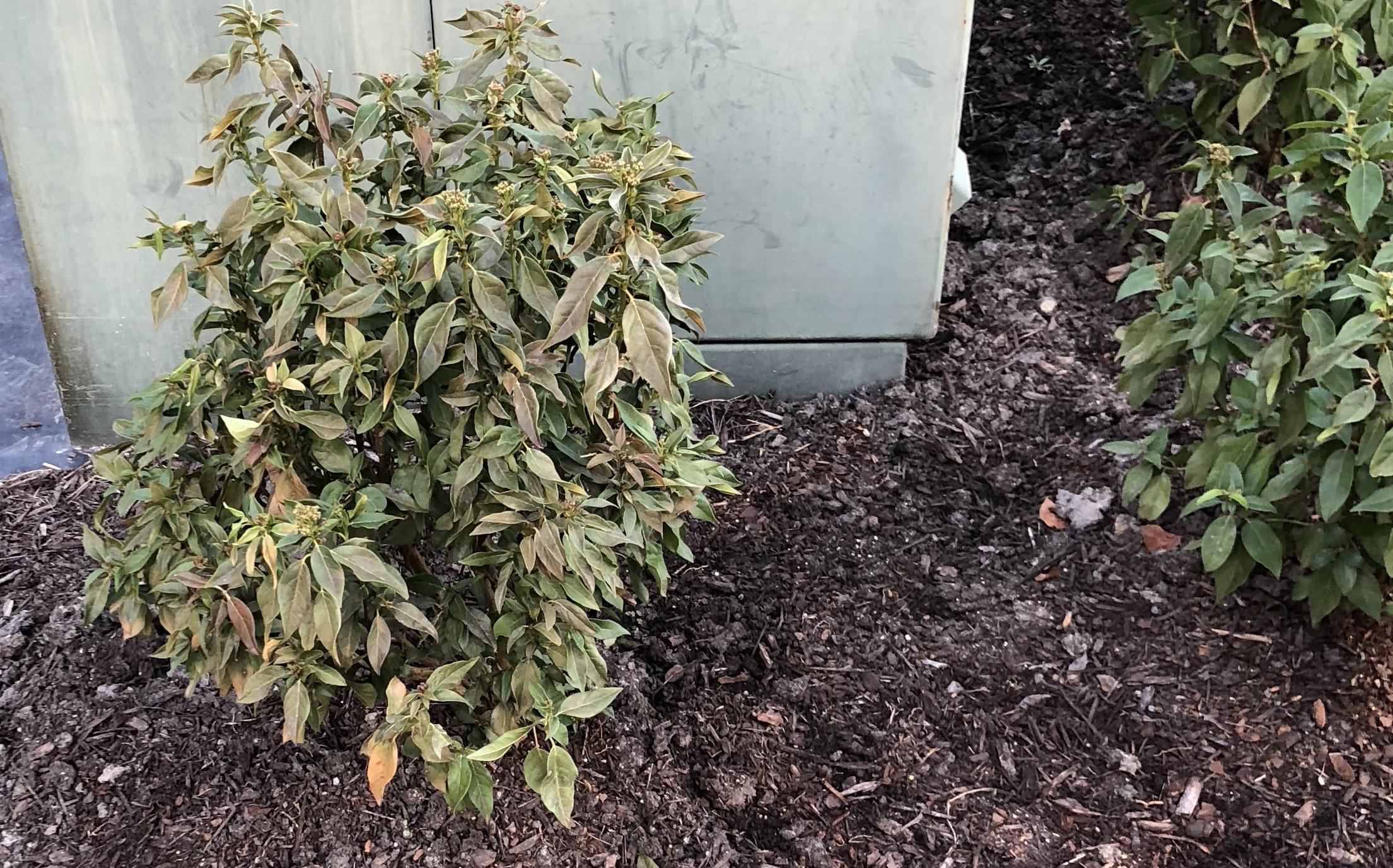 VIBURNUM tinus Dying from Fungus or Heat? r/gardening