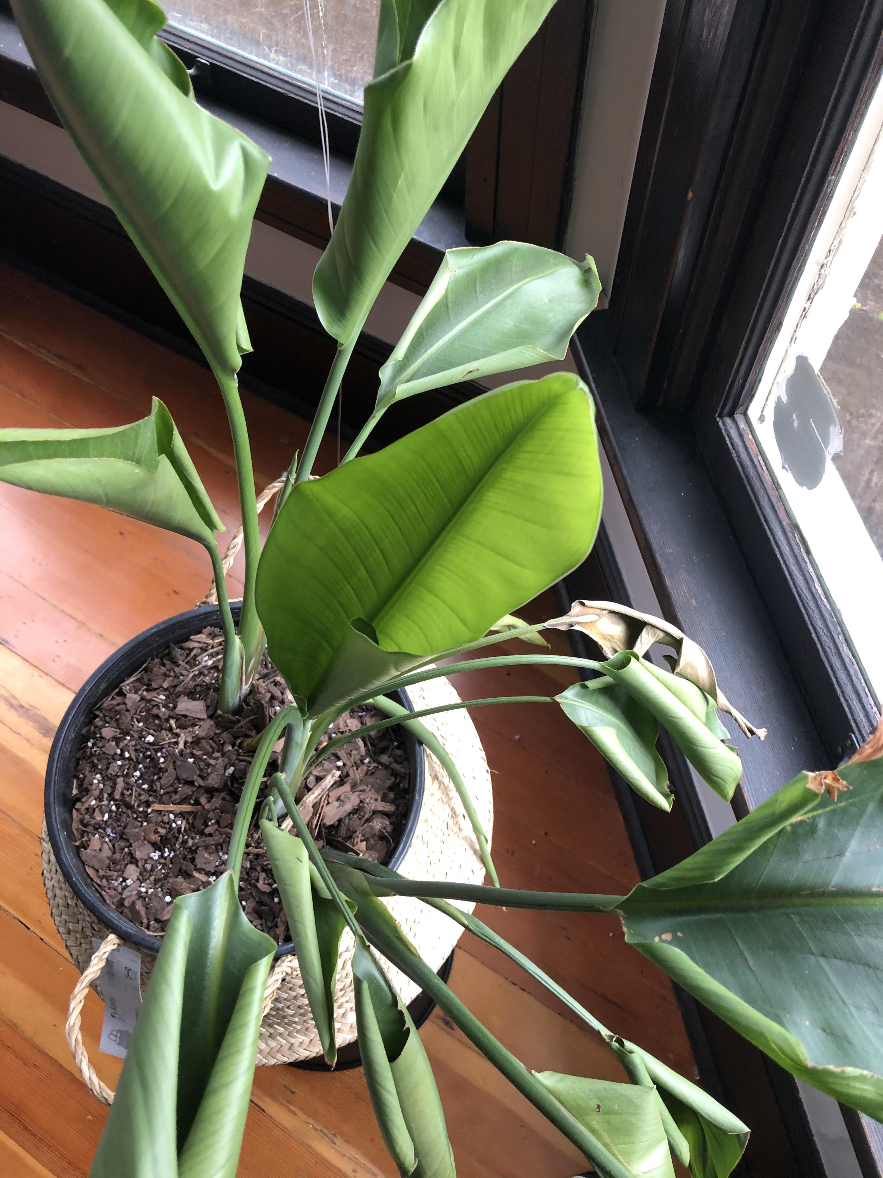 Bird of Paradise plant has drooping/inward curling leaves r/plantclinic
