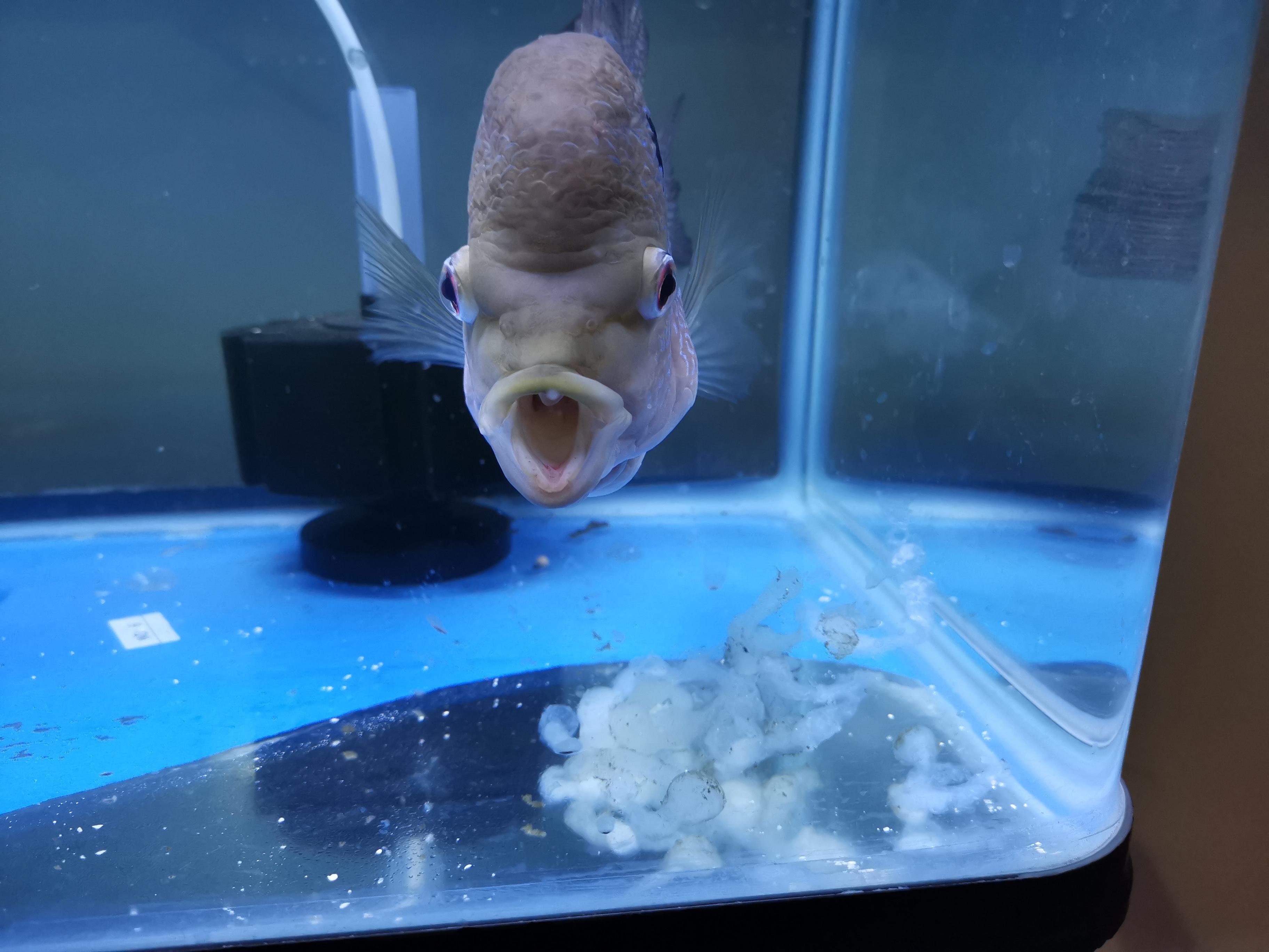 Flowerhorn poops white fluffy stuff and keeps his mouth open, currently