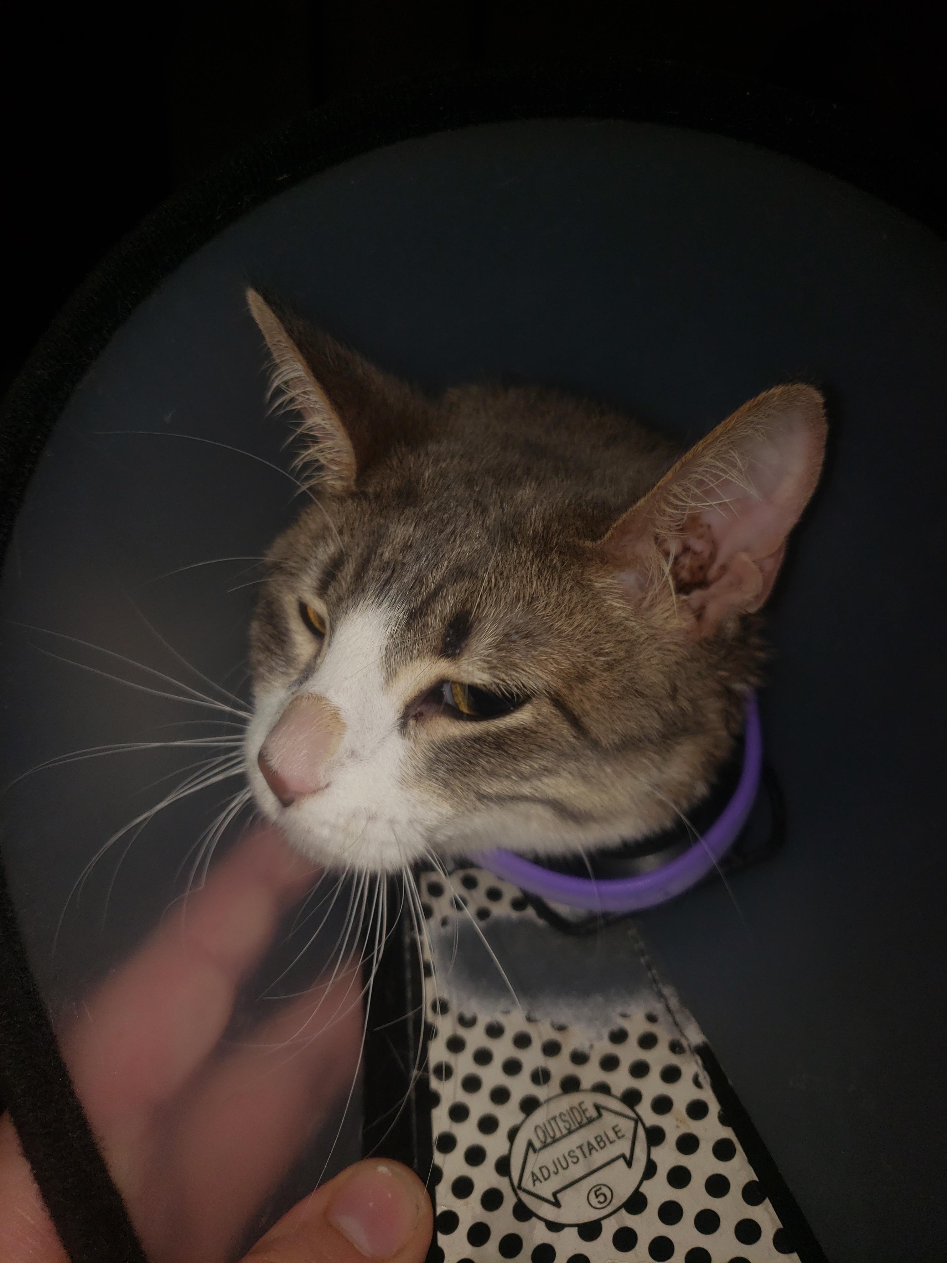 My cat has ear mites but now her nose hair is falling off??? Ill be