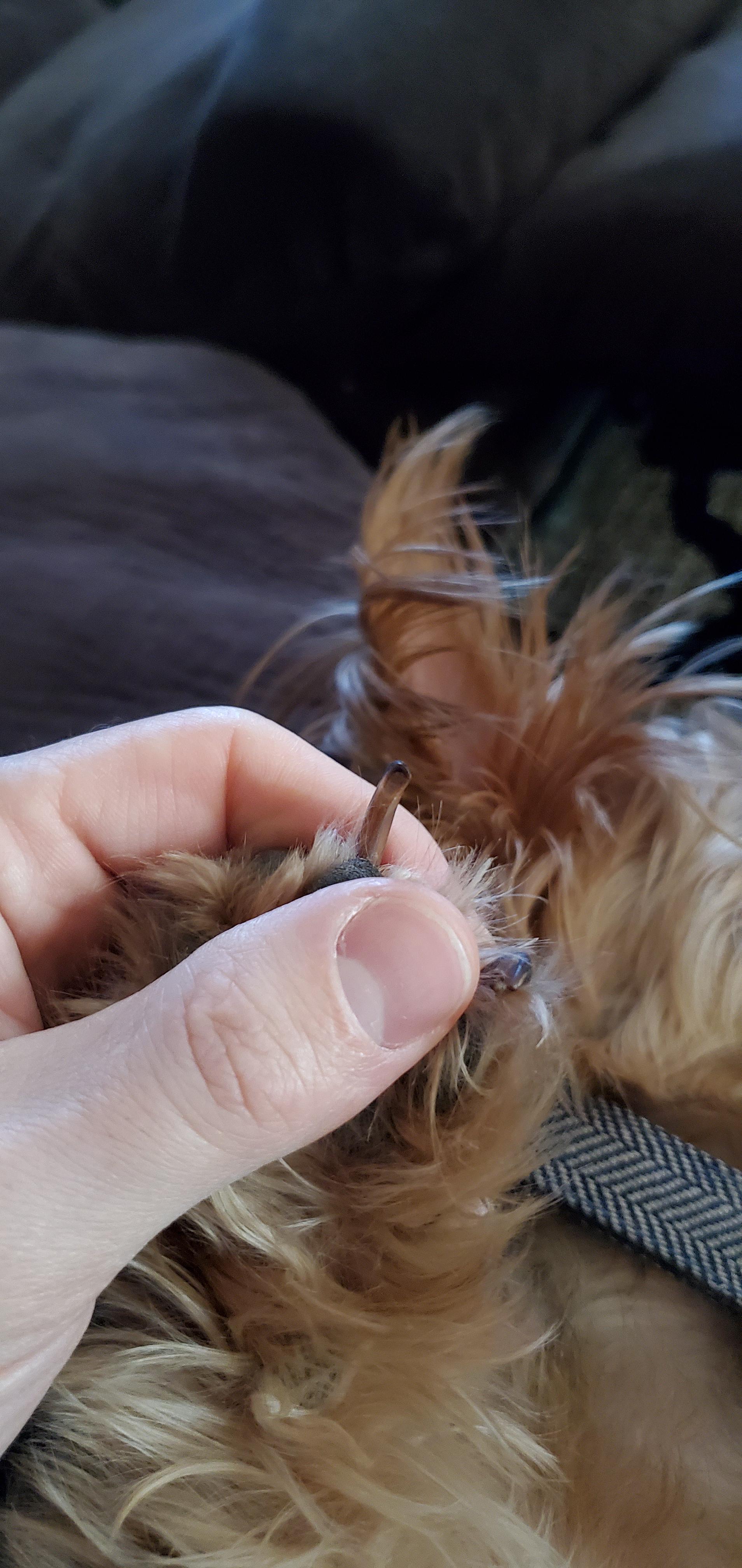 How Do You Cut A Dogs Long Black Nails