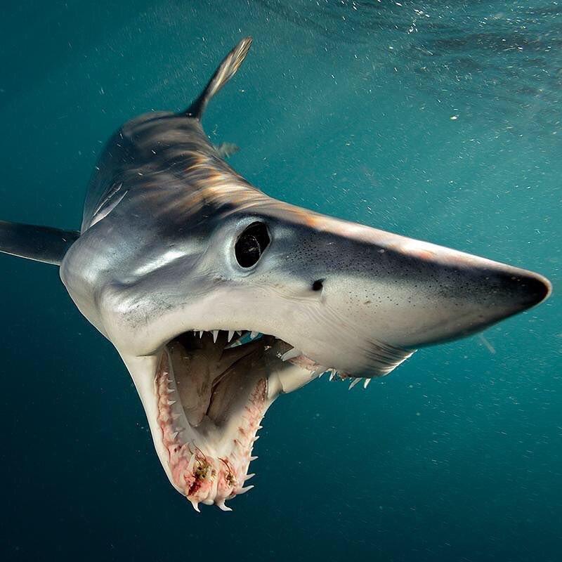 This Mako Shark r/natureismetal