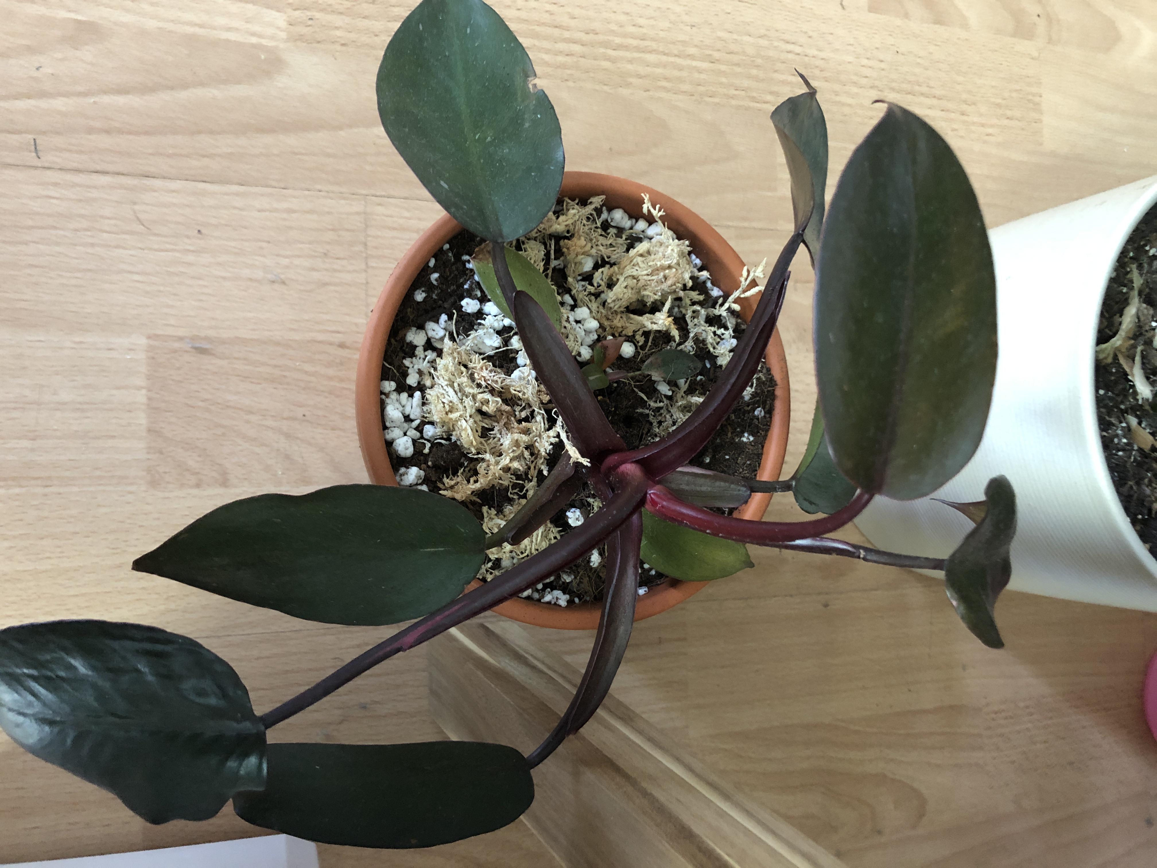 Any tips on reverting a reverted Pink Princess Philodendron? r