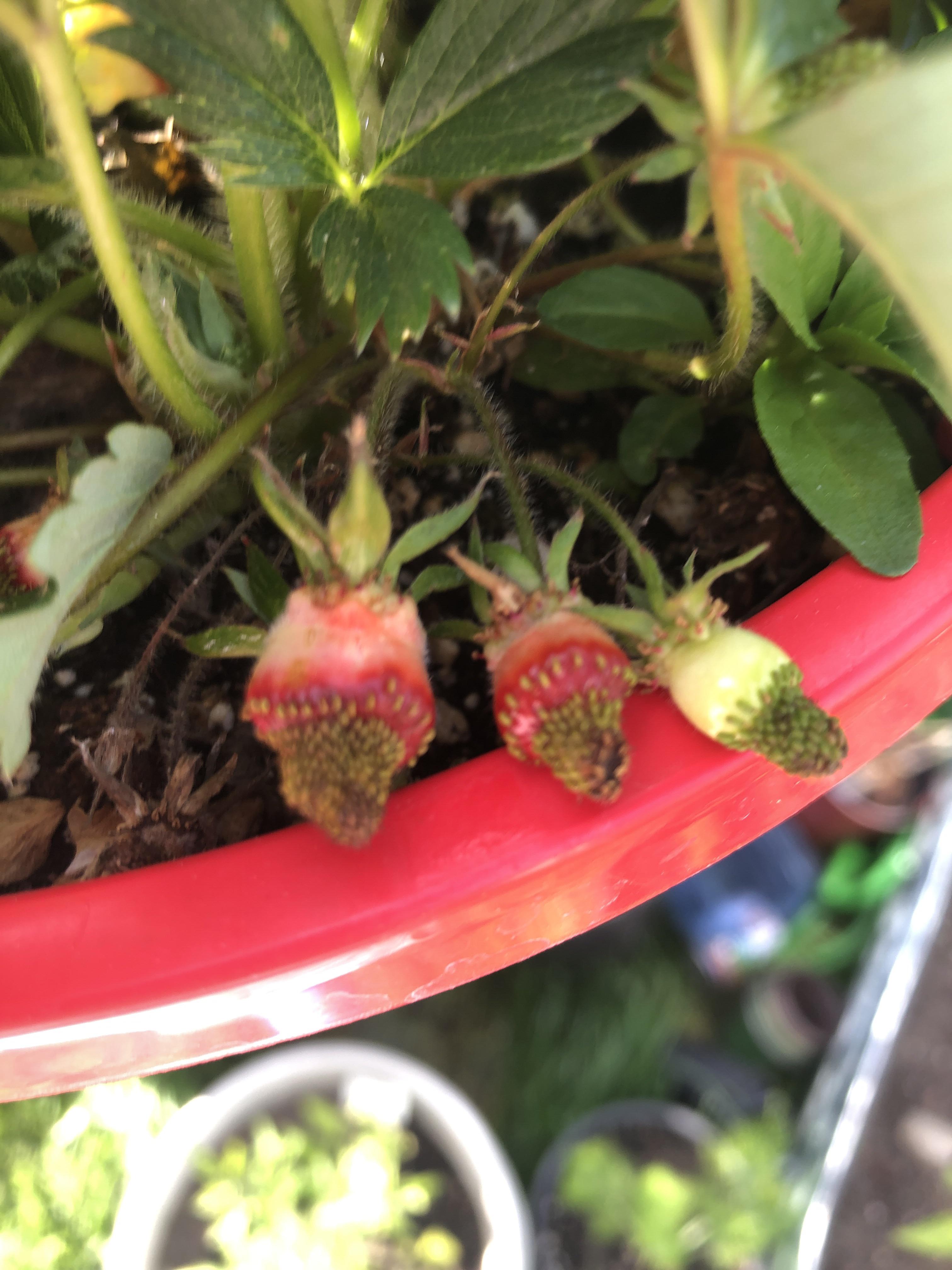Strawberry problem (zone 8b) Hi there fellow gardeners it’s my first