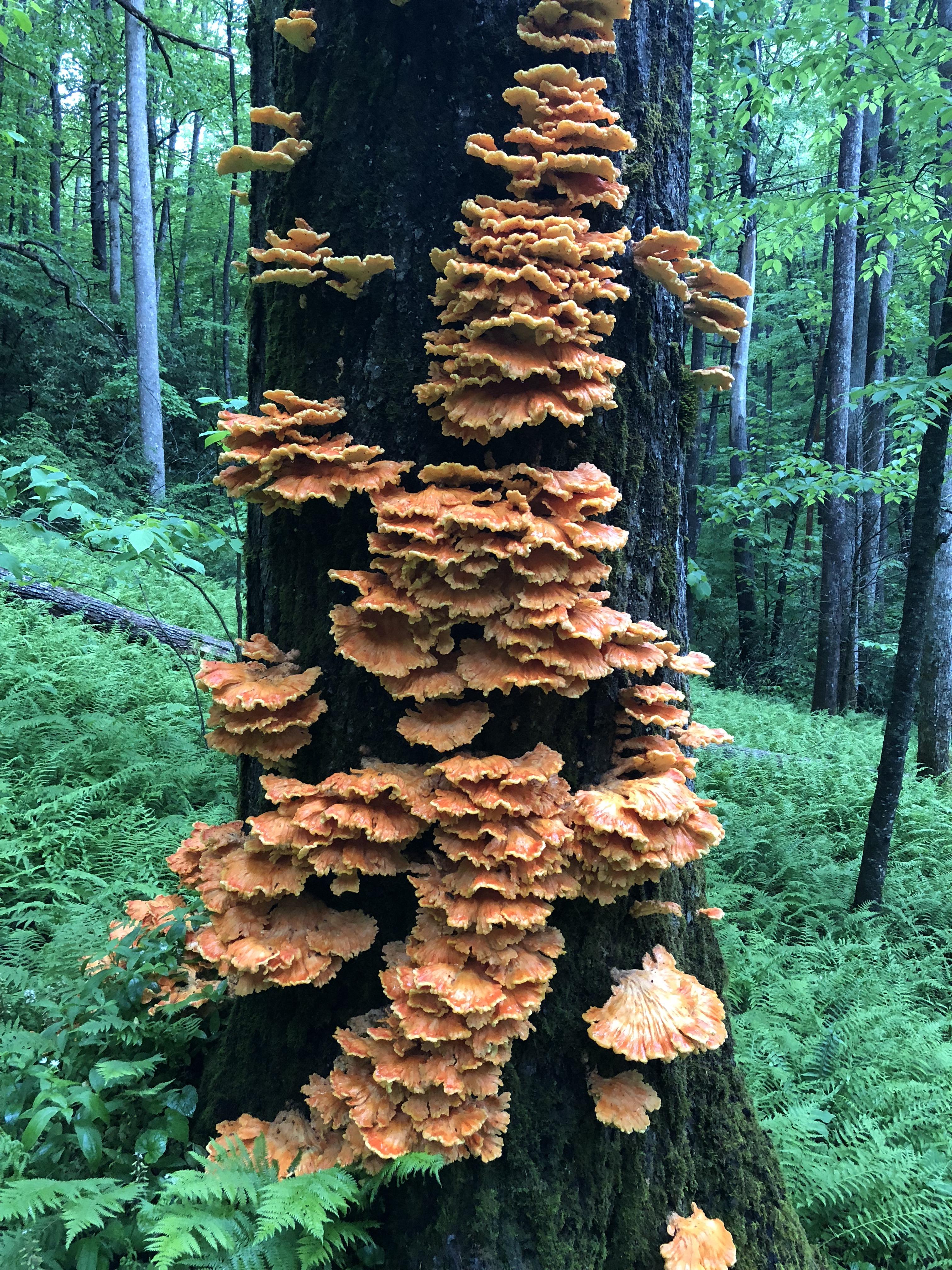 Chicken of the woods in Pisgah Forest, NC [OC] [3024x4032] r/EarthPorn