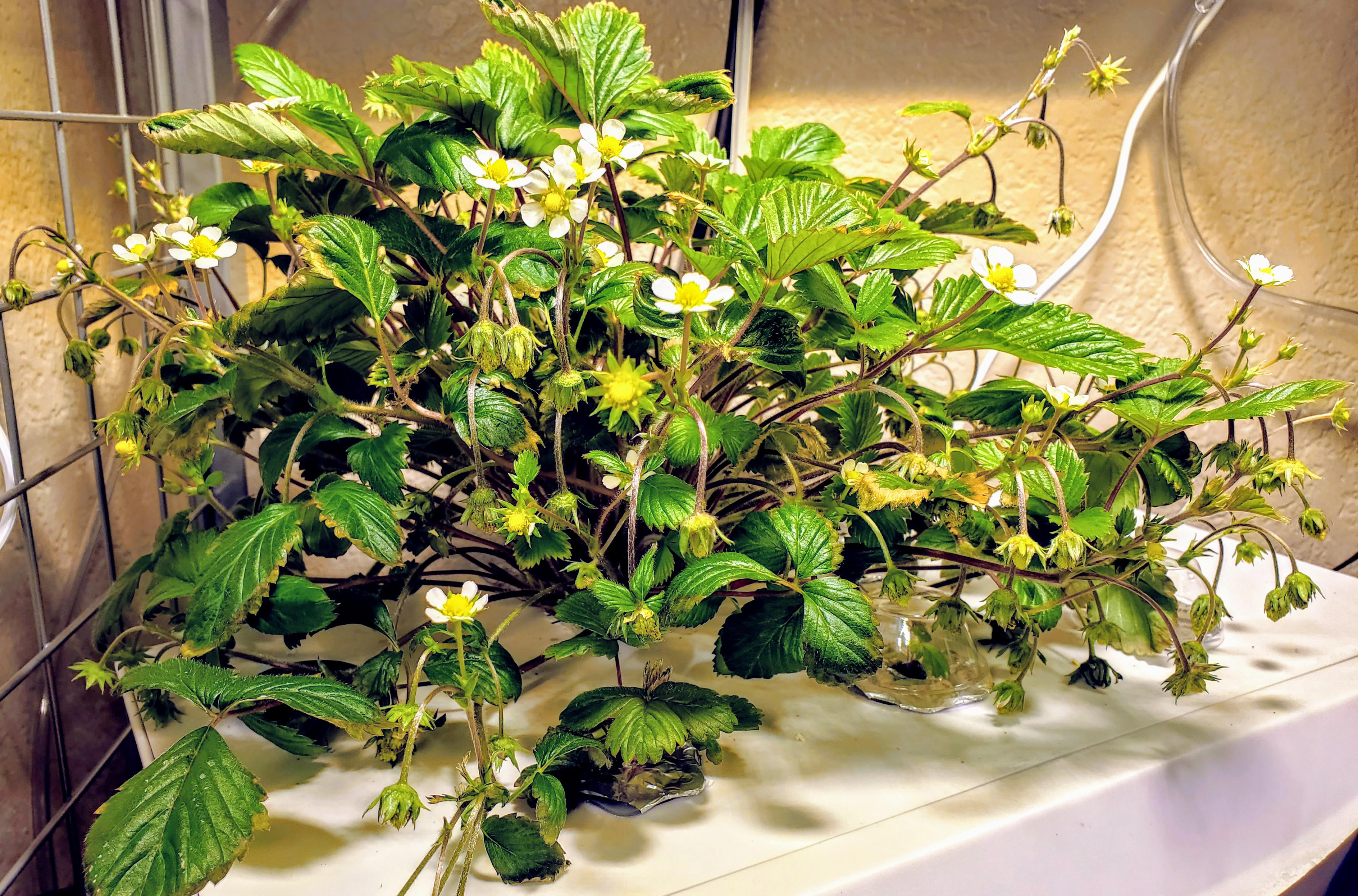 Yellow wonder wild strawberries in full flower mode r/Hydroponics