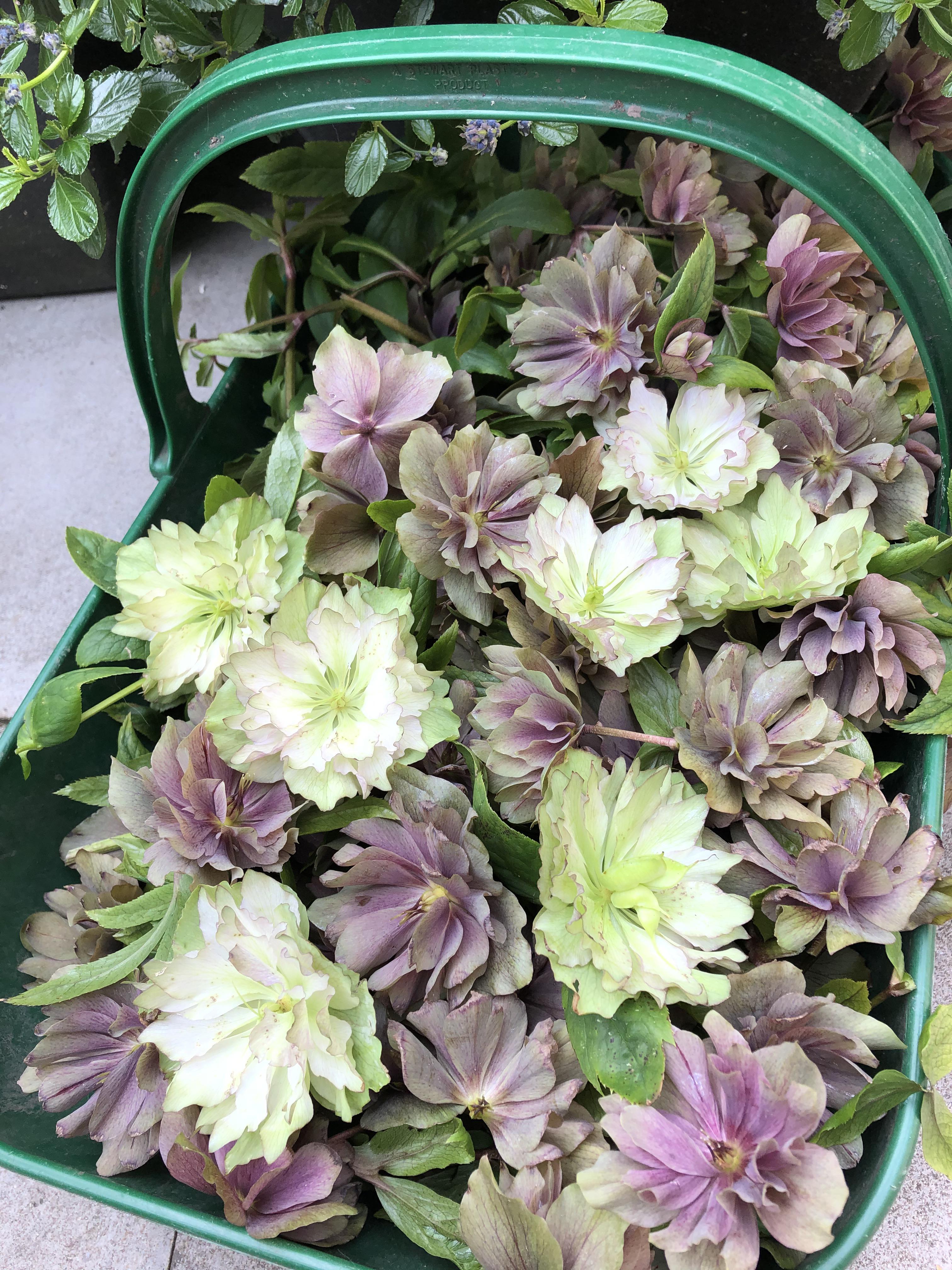 Hellebore flowers cut off they have given me joy in March now the