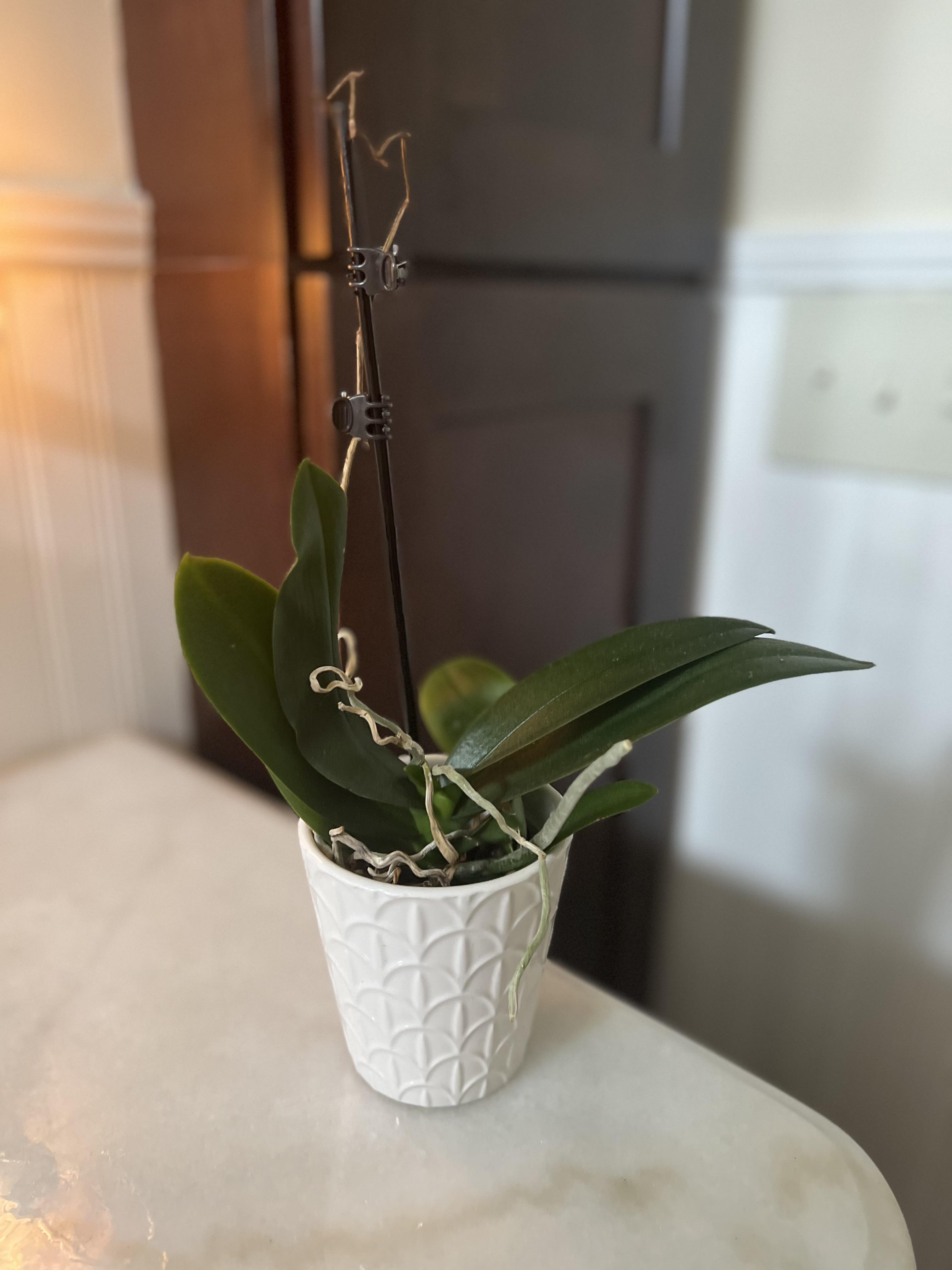 Will my orchid bloom again?? r/gardening