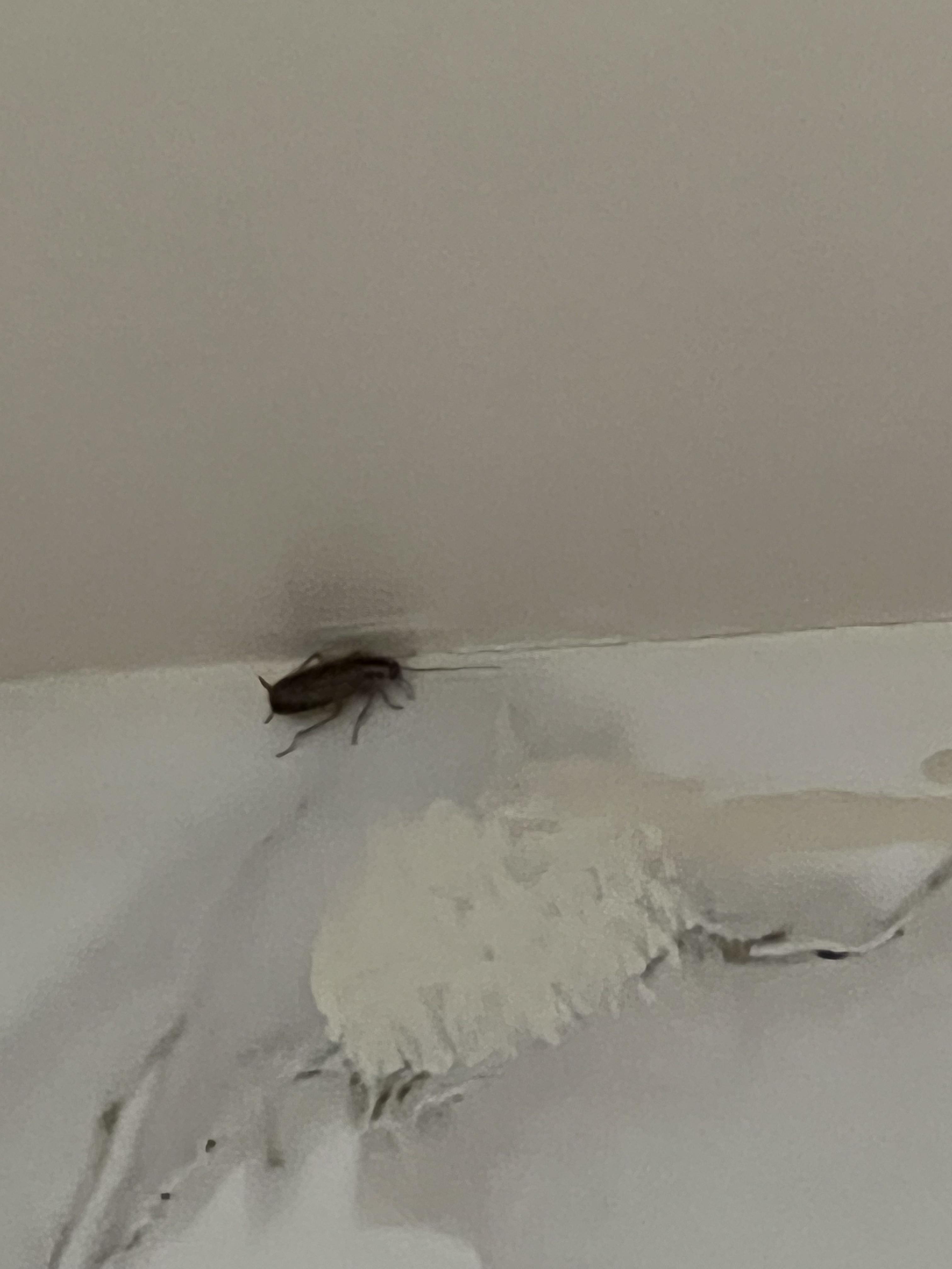 Found in my nyc apartment is it a roach and if so what kind? r