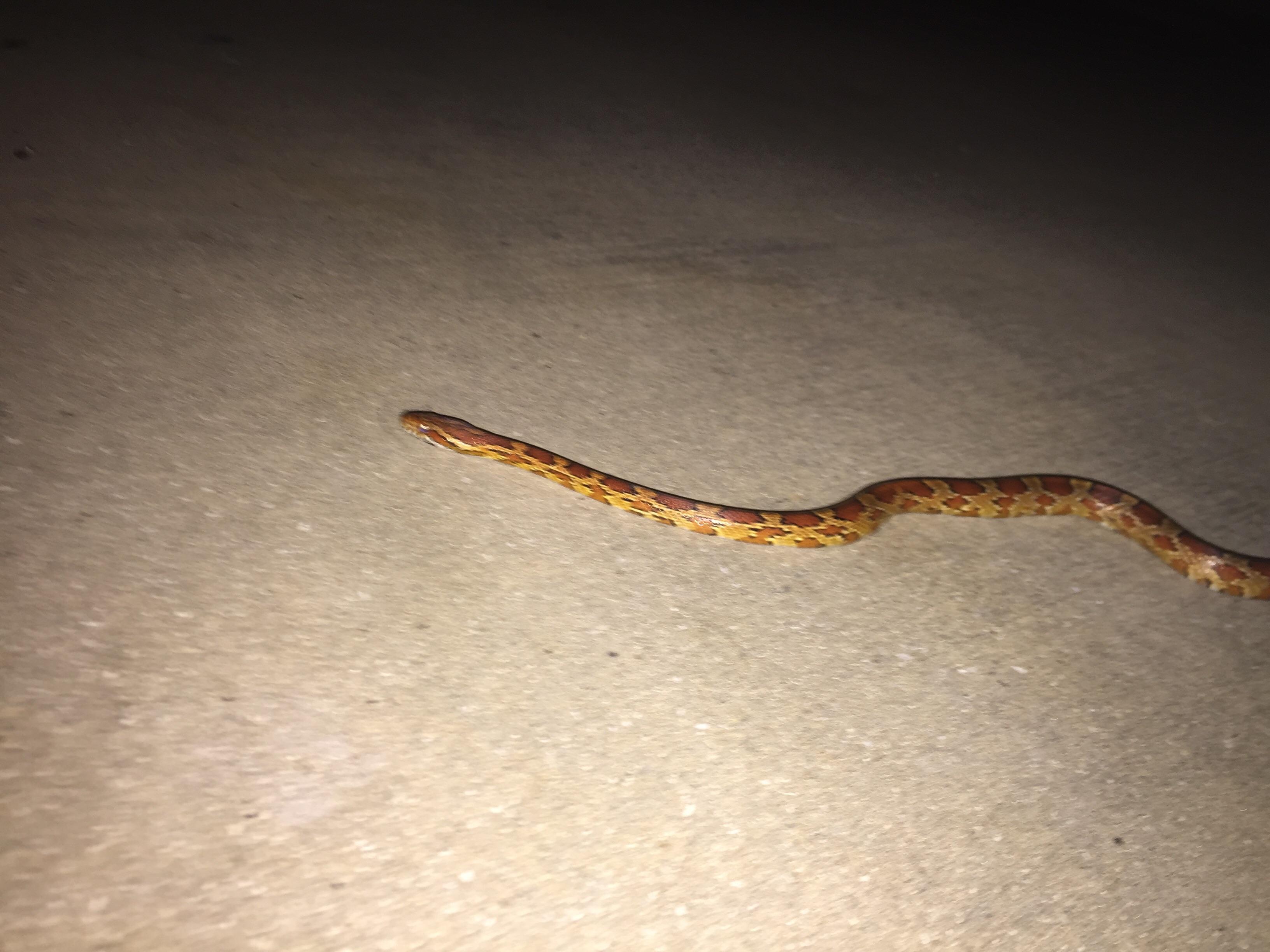 Help With id? In Naples, Florida. r/snakes