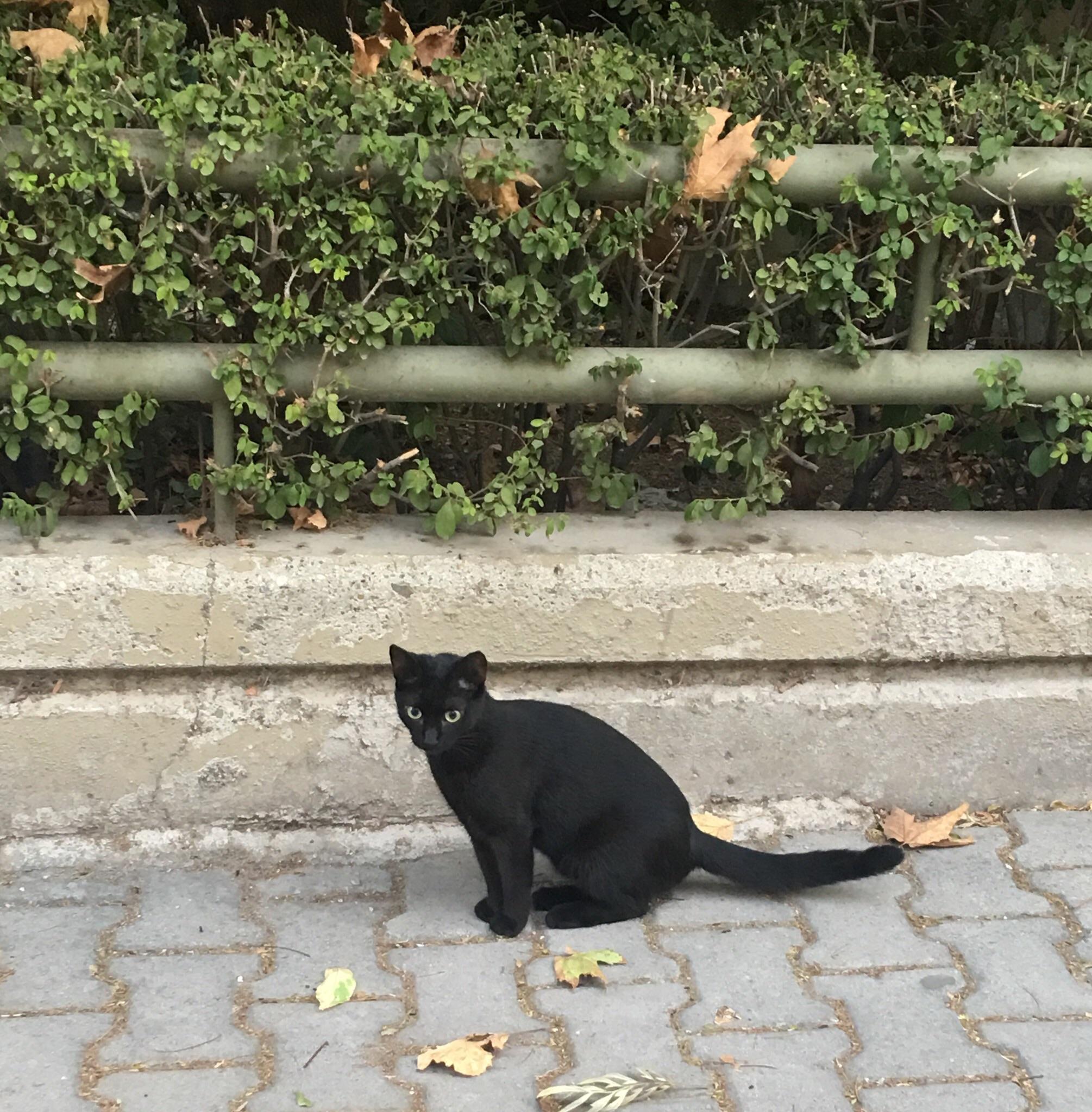 The most beautiful stray cat. r/blackcats
