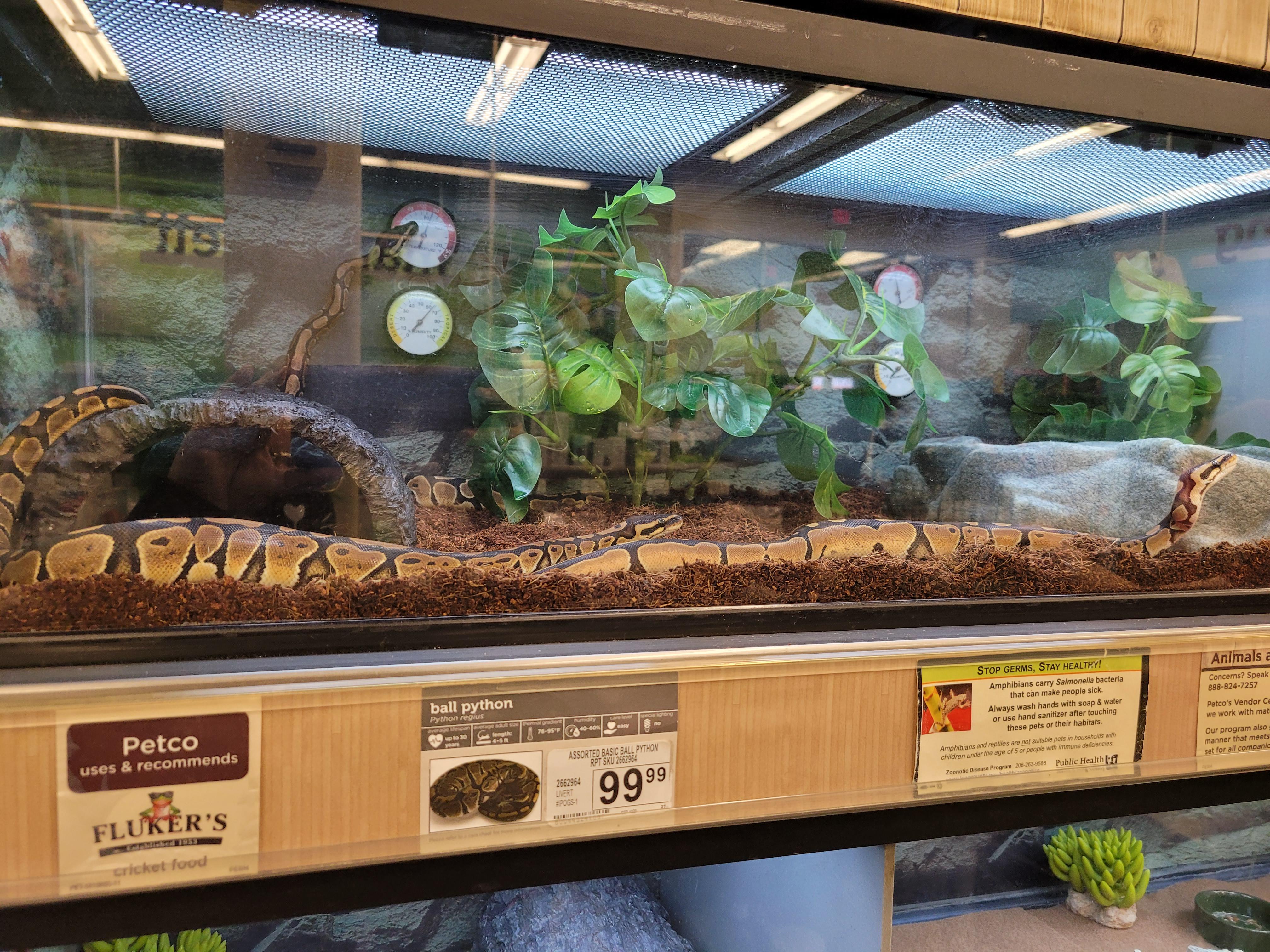 Petco Pet Snakes