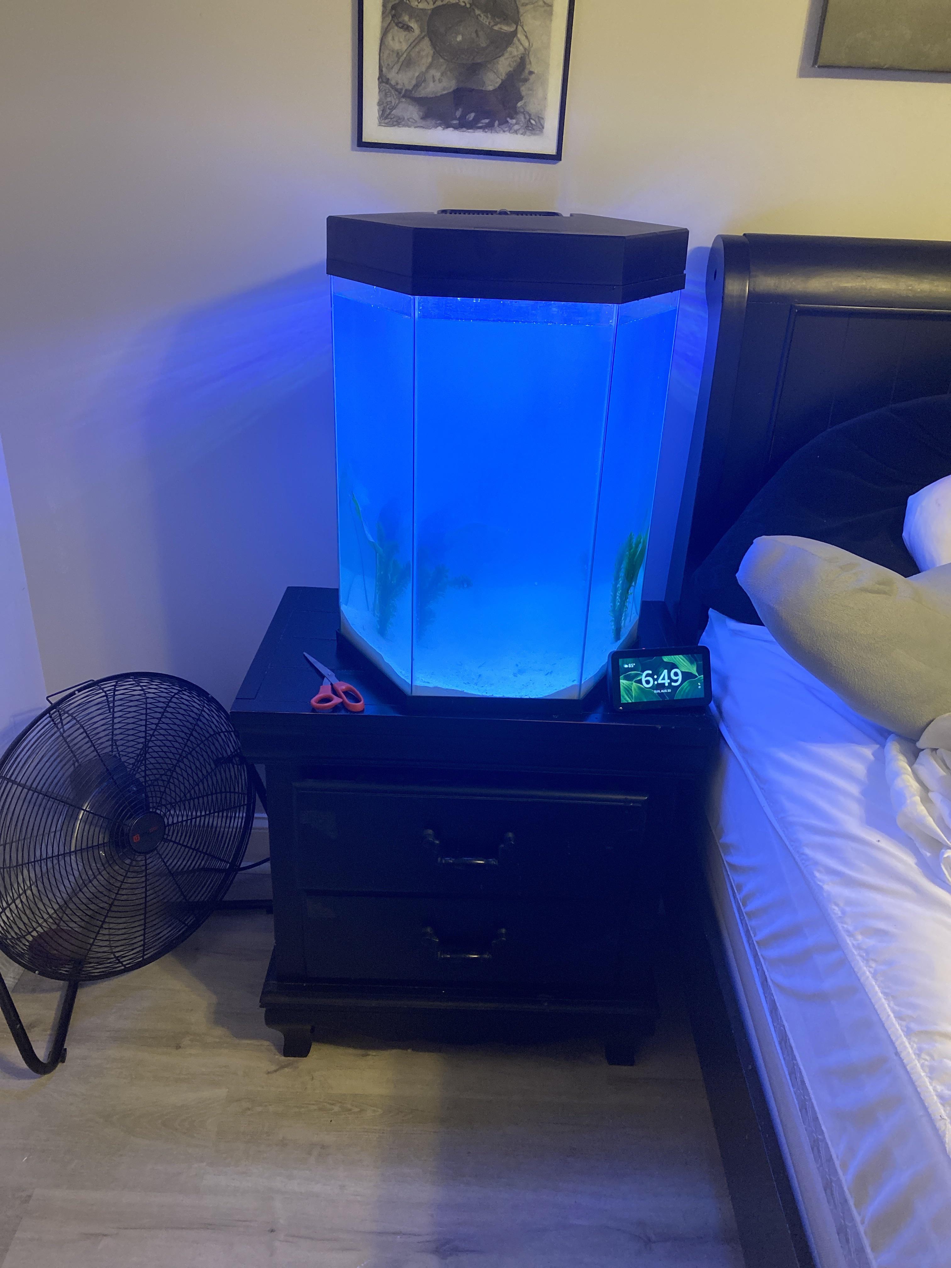 New twenty gallon tank. Stocking ideas? (Freshwater) r/fishkeeping