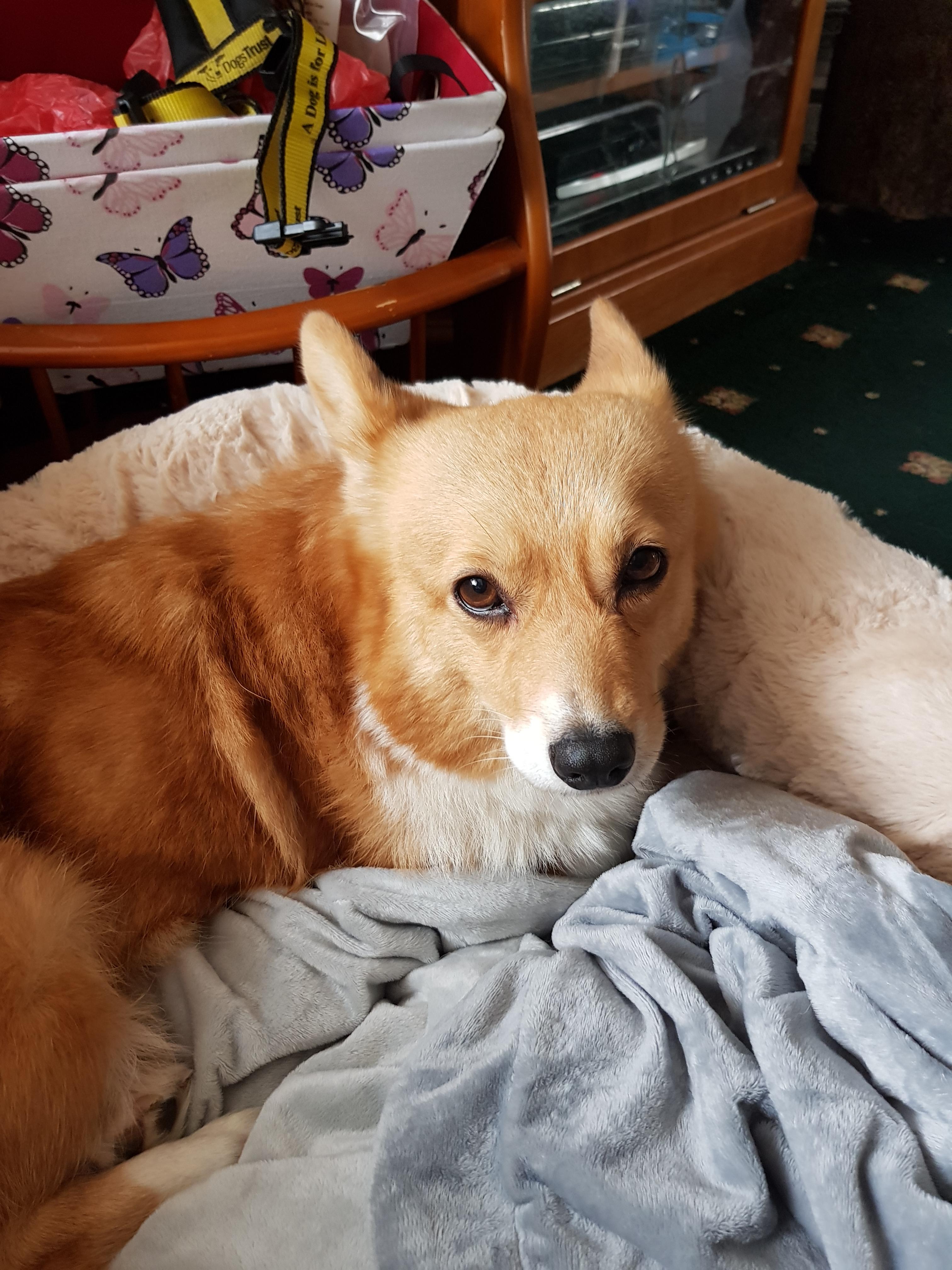 Rescued from a puppy farm. Meet Nikki our newest member of the family